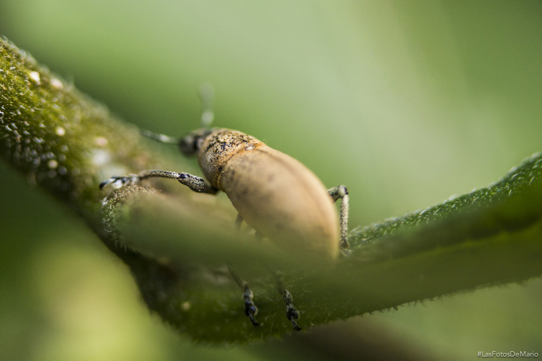 Canon EF-S 60mm F2.8 Macro USM sample photo. Bug photography