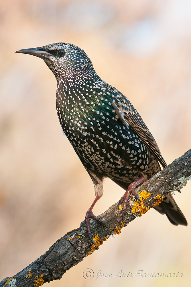 Nikon D300S + Sigma 50-500mm F4-6.3 EX APO RF HSM sample photo. Estornino pinto photography