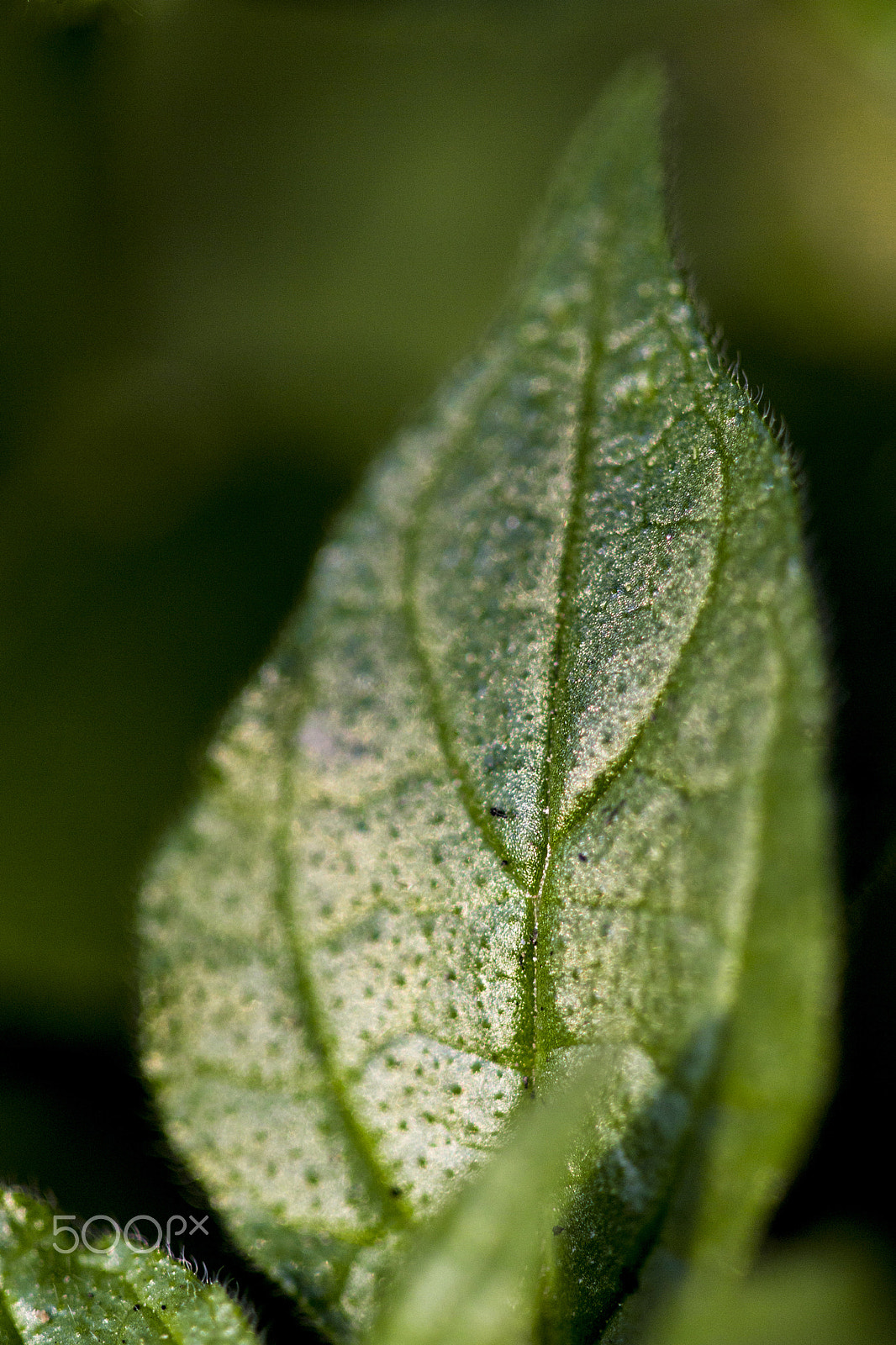Canon EF 100mm F2.8 Macro USM sample photo. Micro belleza photography