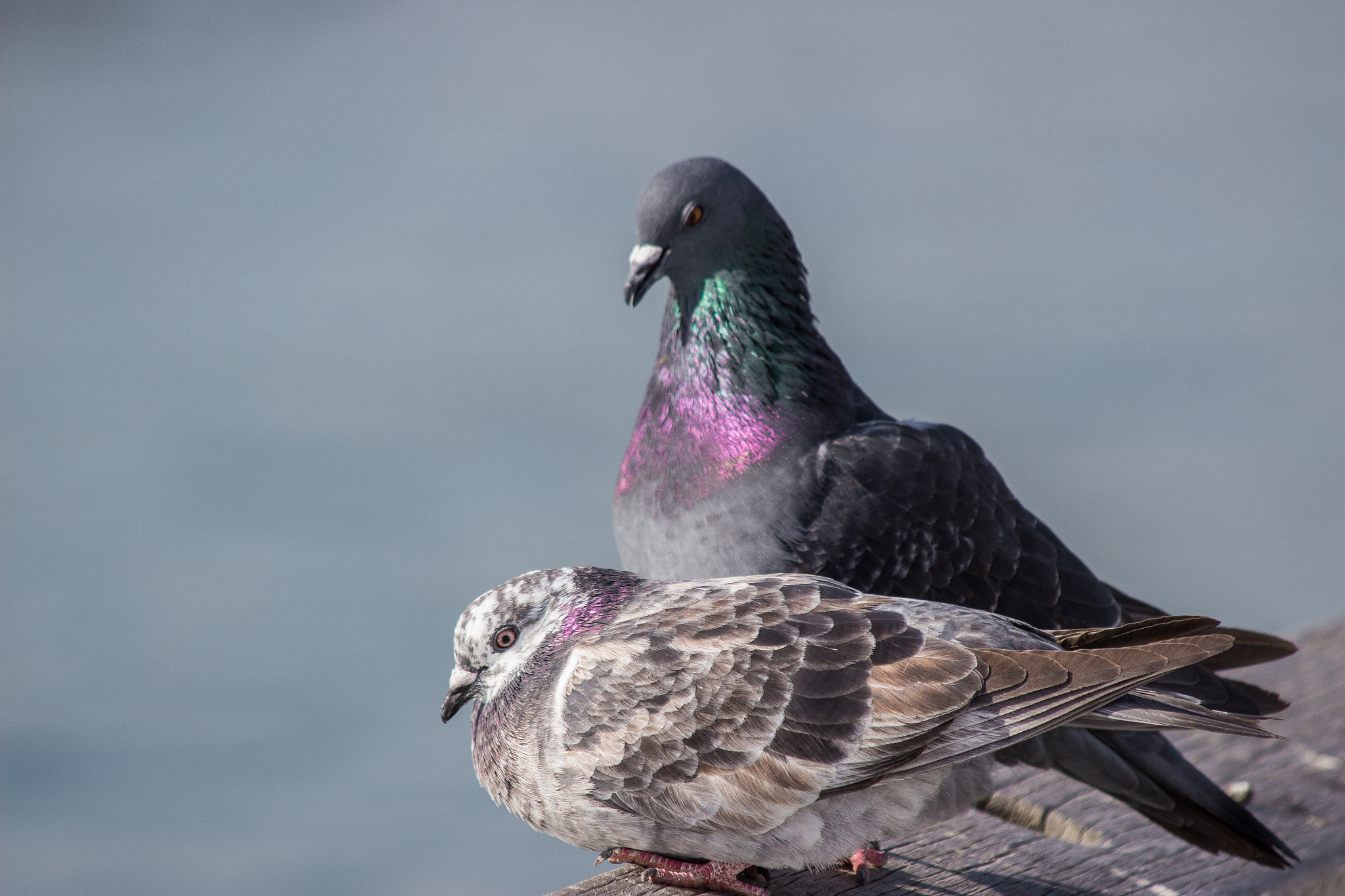 Canon EOS 100D (EOS Rebel SL1 / EOS Kiss X7) sample photo. Love birds photography