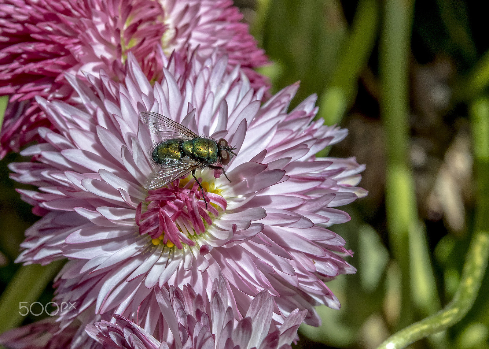 Canon EF 100mm F2.8 Macro USM sample photo. Fly on flower photography