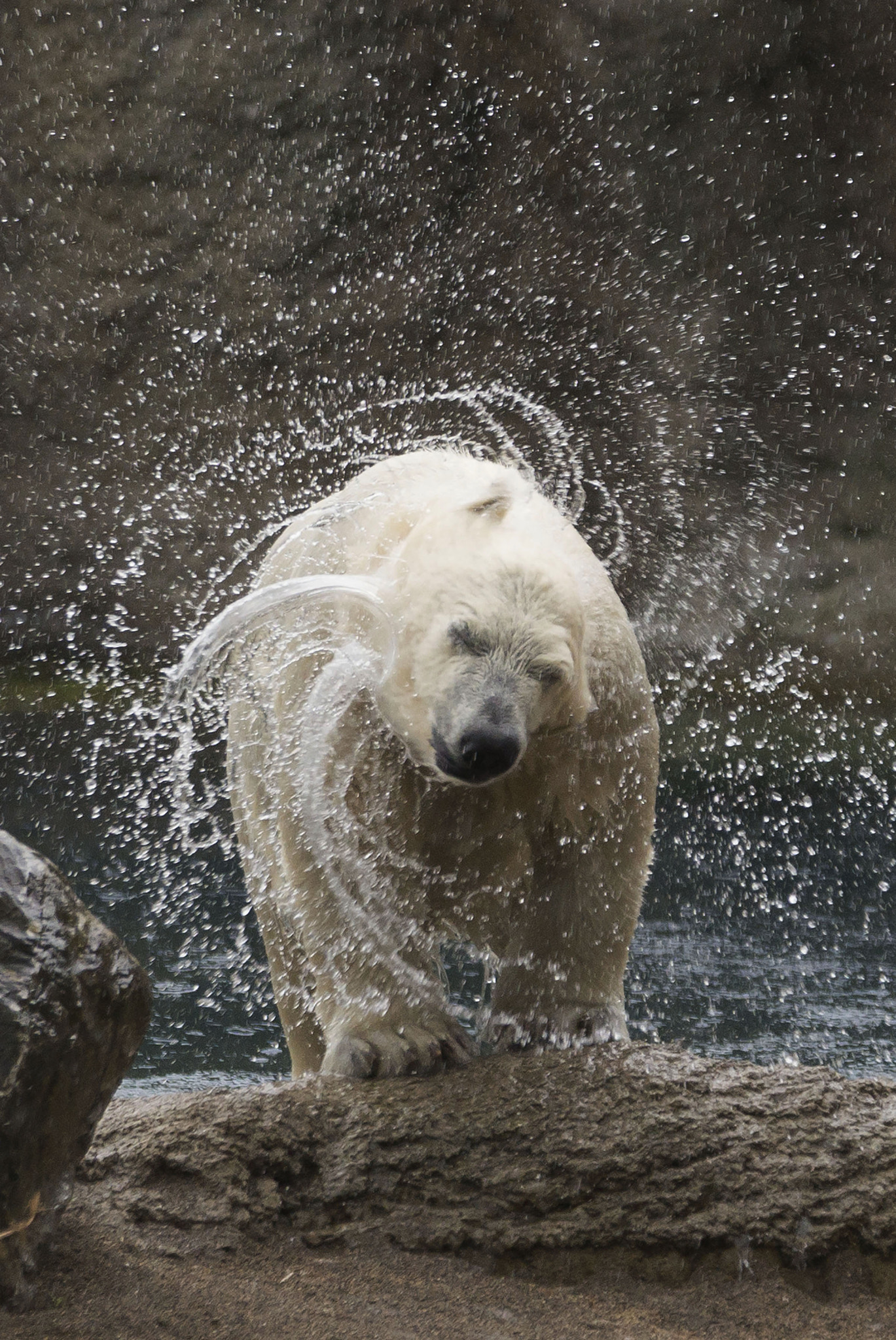 Sony 70-300mm F4.5-5.6 G SSM sample photo. Young polr bear photography
