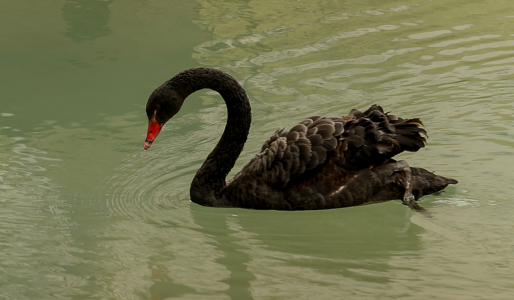 Sony a99 II + 24-70mm F2.8-2.8 SSM sample photo. Black swan photography