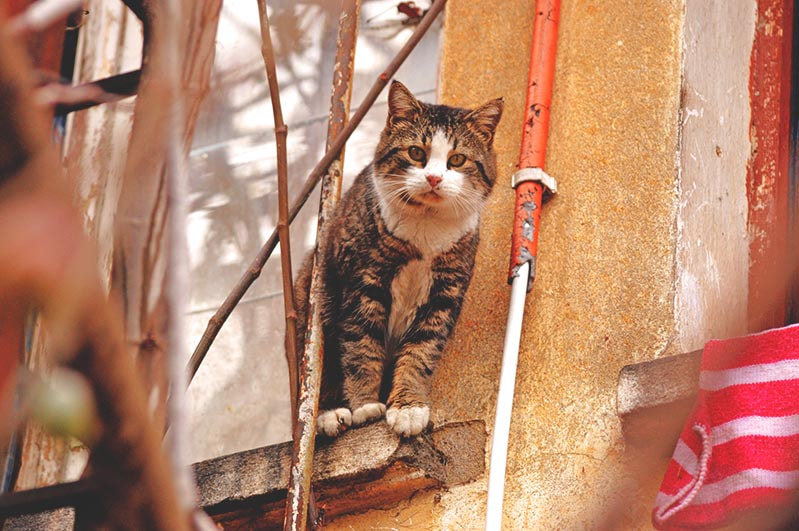 Sigma 70-300mm F4-5.6 APO DG Macro sample photo. Yalta cats / Ялтинские коты photography