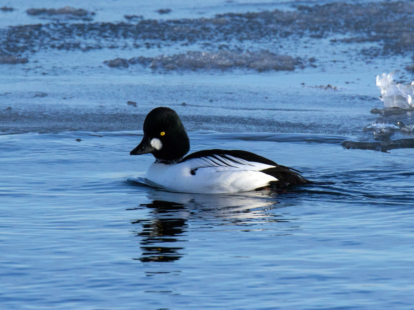 Tamron SP 150-600mm F5-6.3 Di VC USD sample photo. Tufted duck photography