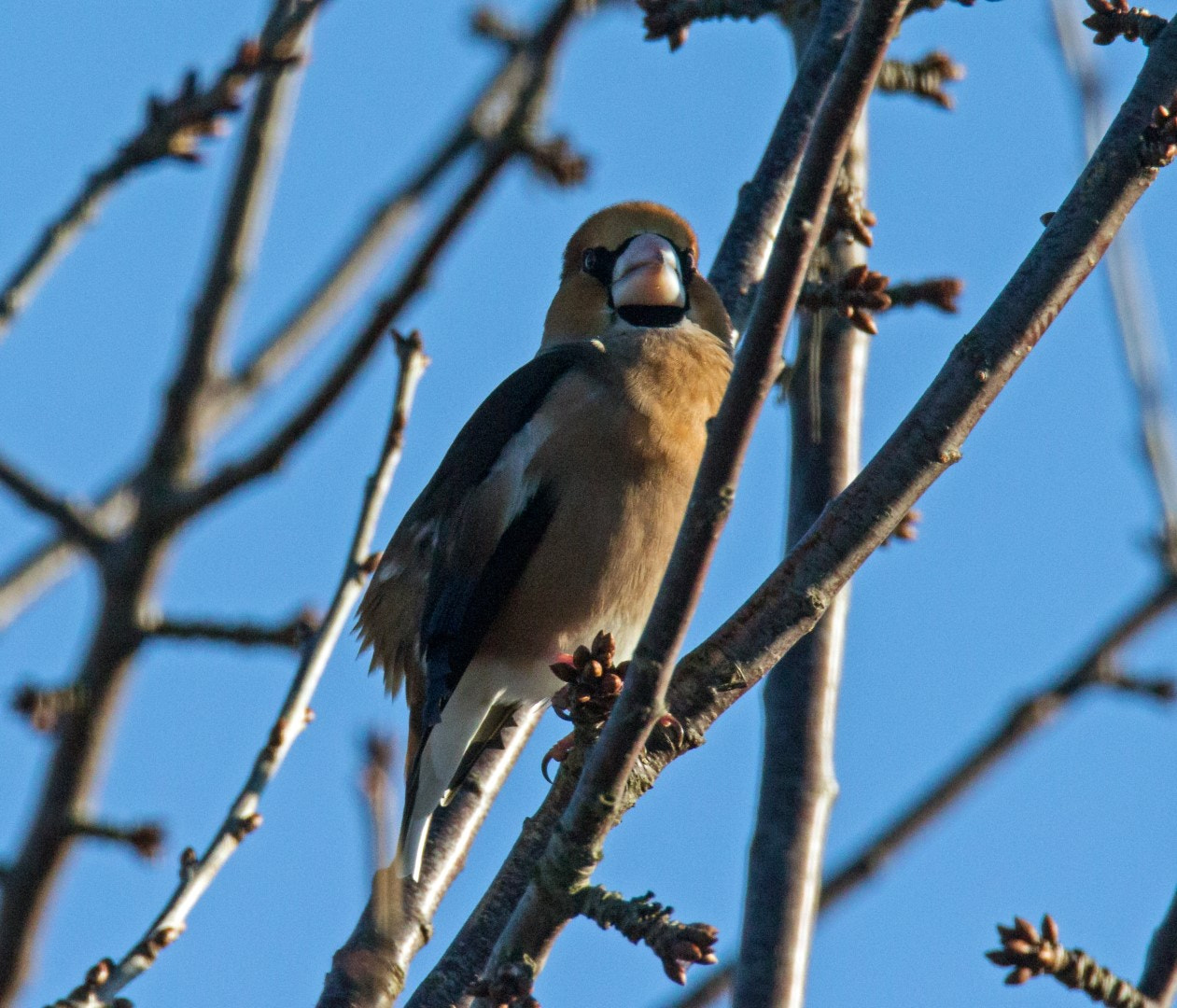 Tamron SP 150-600mm F5-6.3 Di VC USD sample photo. Hawfinch photography