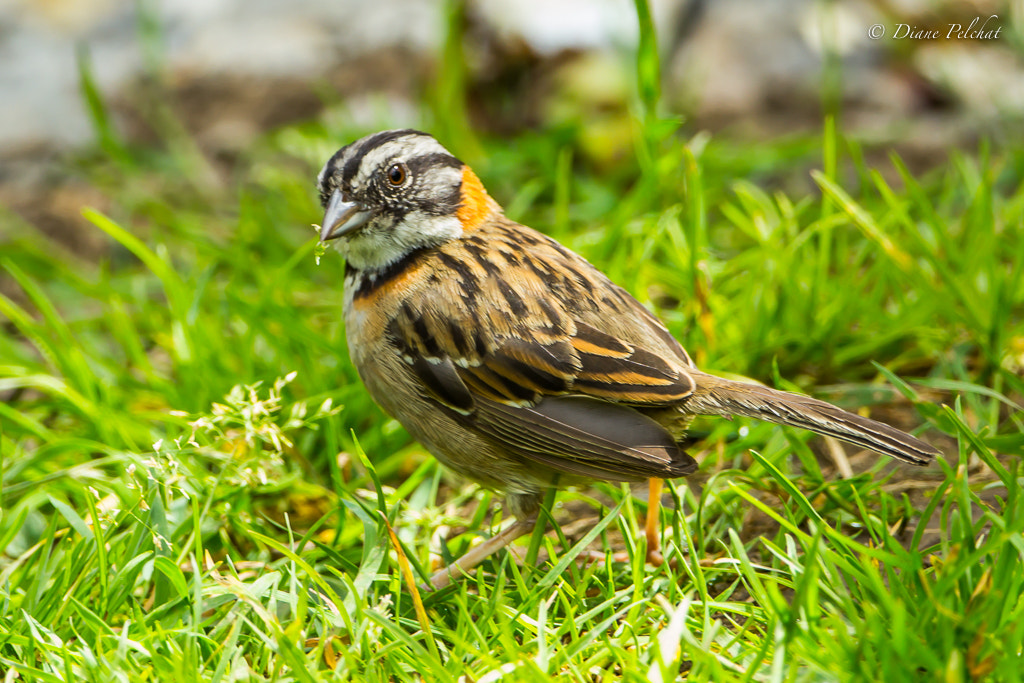 Canon EOS 60D + Canon EF 300mm F2.8L IS II USM sample photo. Rufous-collared sparrow photography