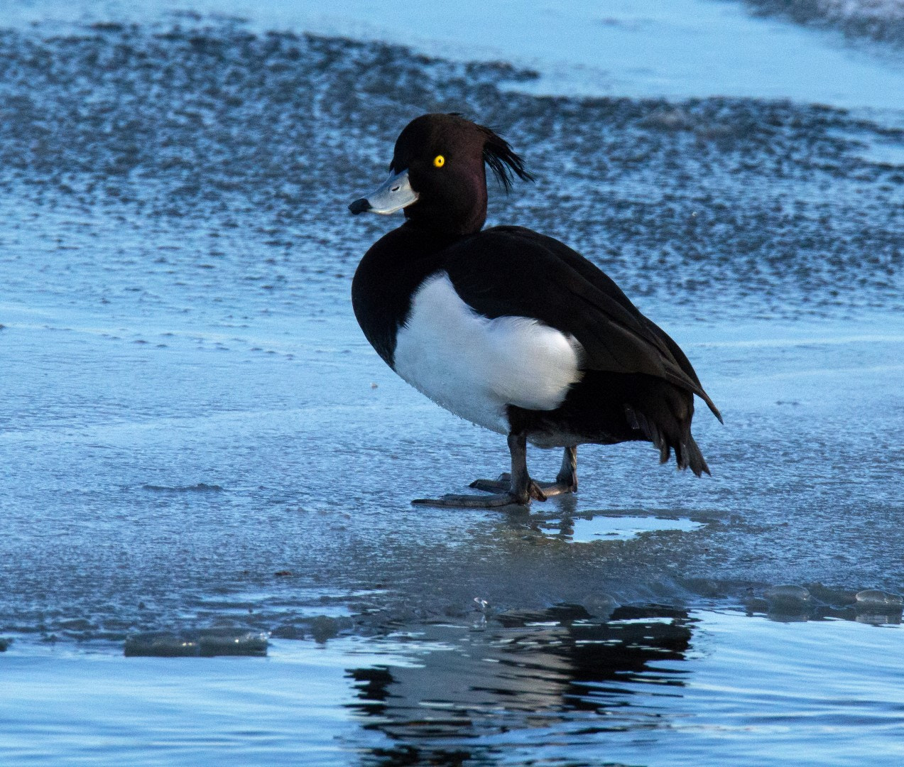Tamron SP 150-600mm F5-6.3 Di VC USD sample photo. Tufted duck, male photography