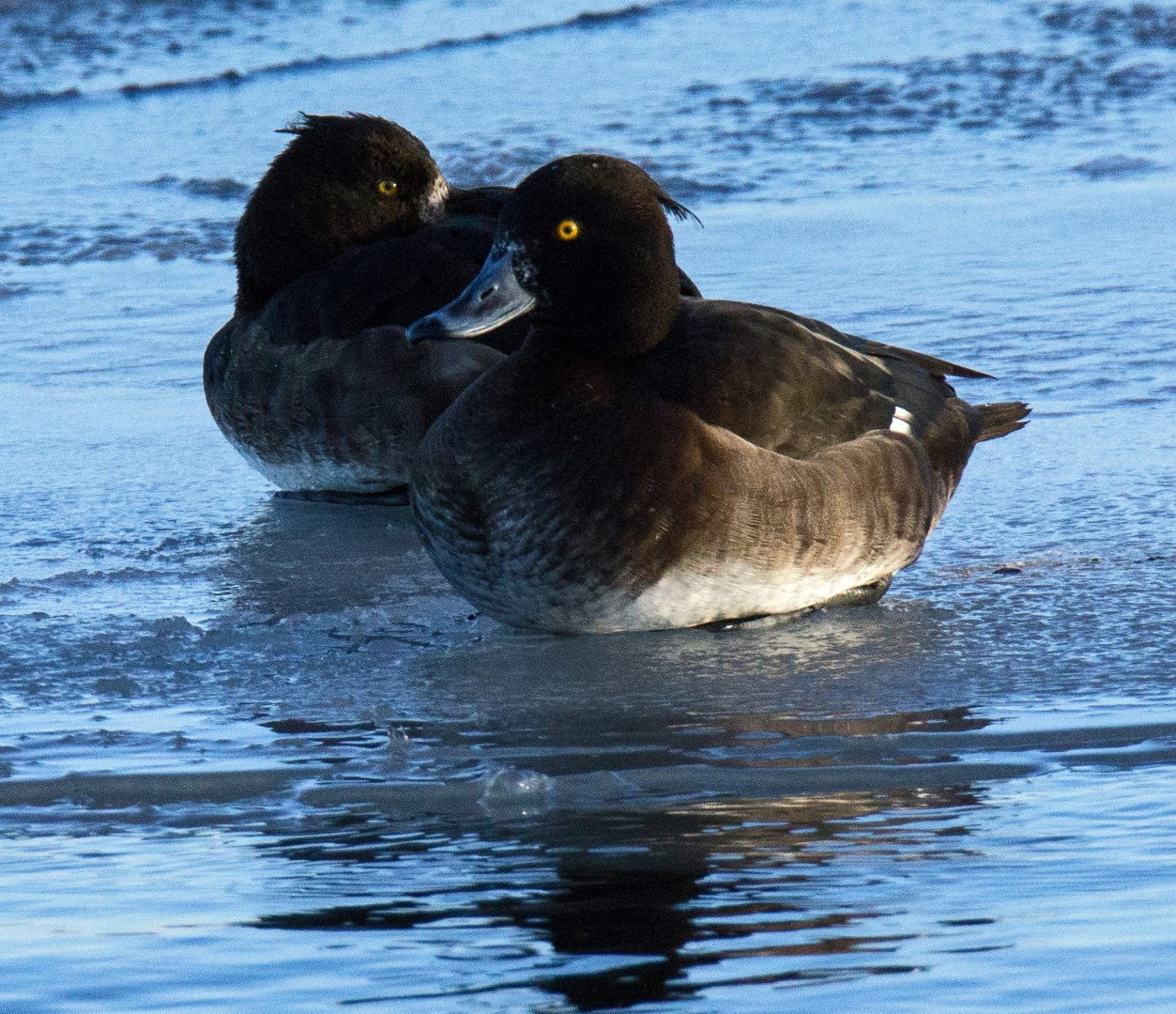 Tamron SP 150-600mm F5-6.3 Di VC USD sample photo. Tufted duck, female photography