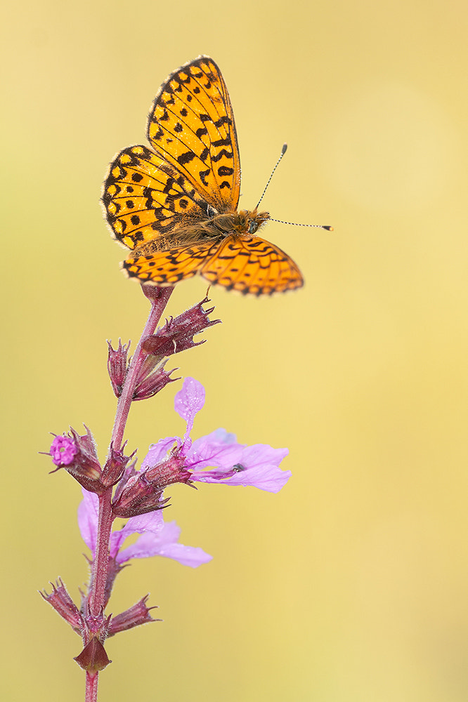 Sony Alpha DSLR-A700 + Tamron SP AF 90mm F2.8 Di Macro sample photo. Waiting for the sun! photography