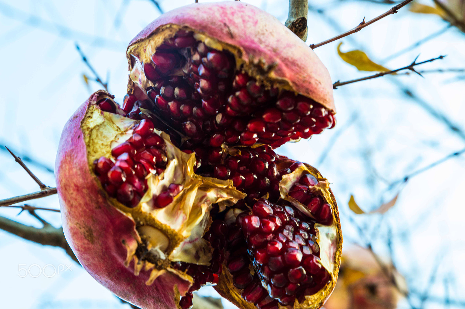 Tamron SP 24-70mm F2.8 Di VC USD sample photo. Pomegranate photography