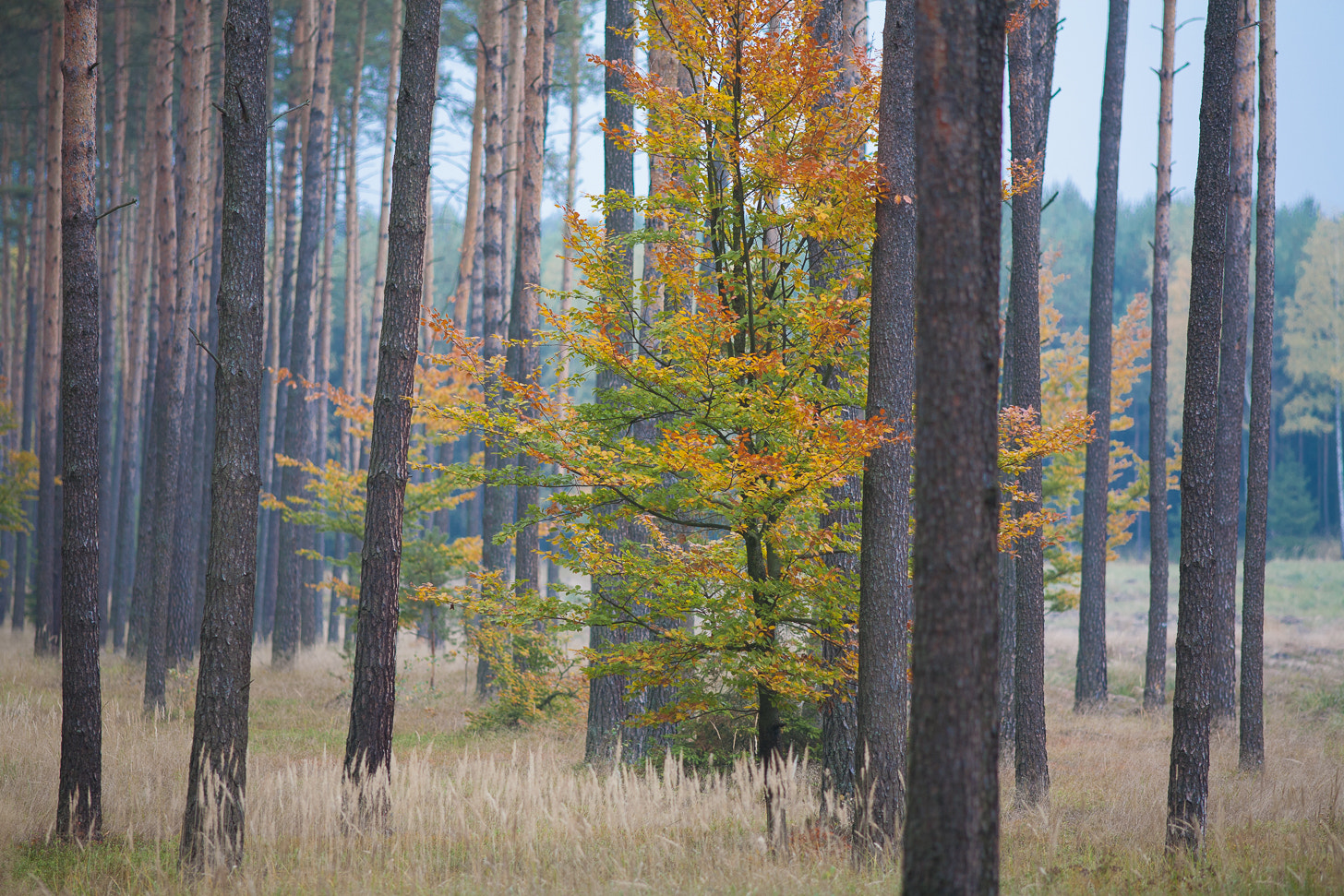 Canon EOS 5D + Canon EF 200mm F2.8L II USM sample photo. Forest photography