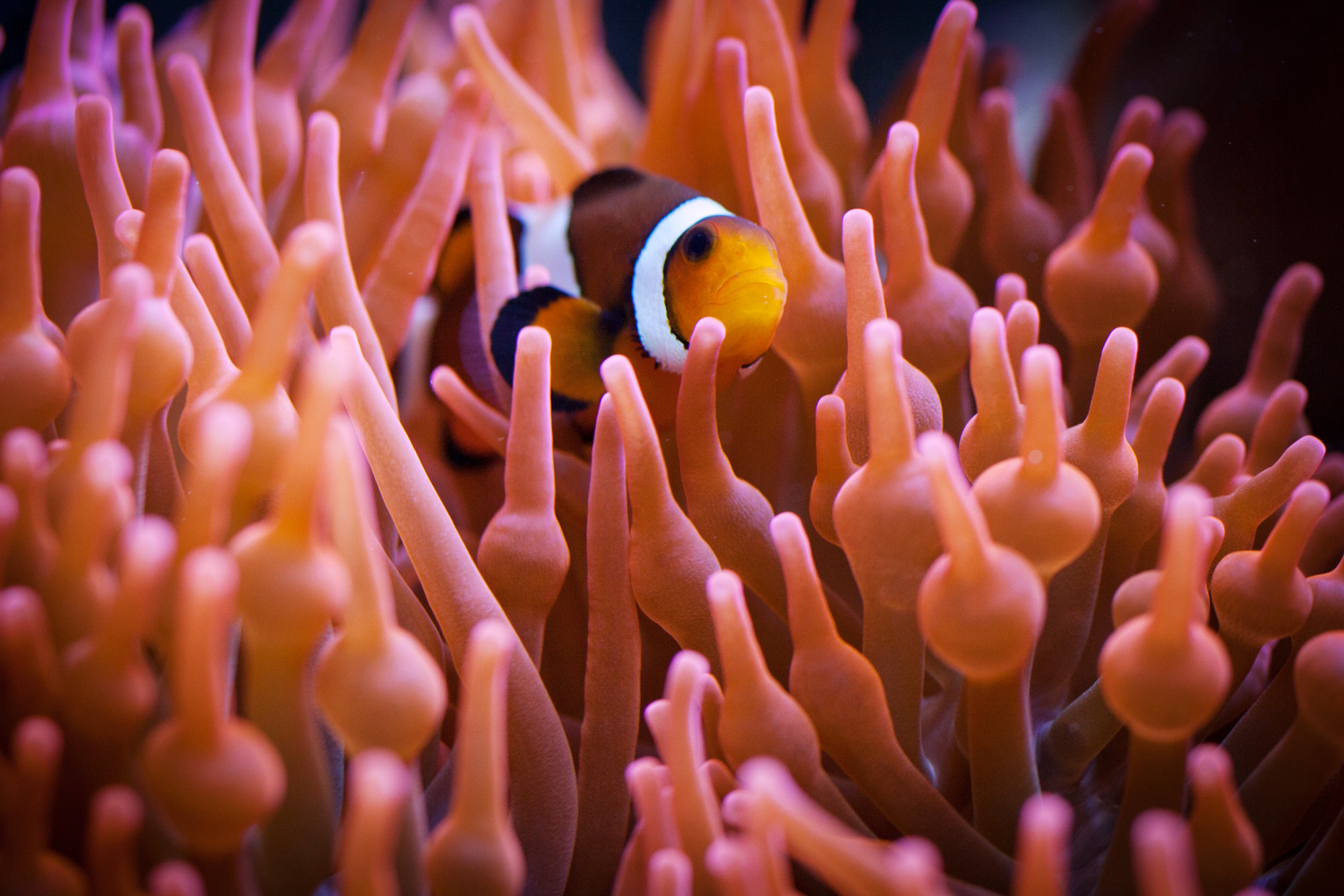 Sigma 50mm f/2.8 EX sample photo. Nj-clownfish.jpg photography