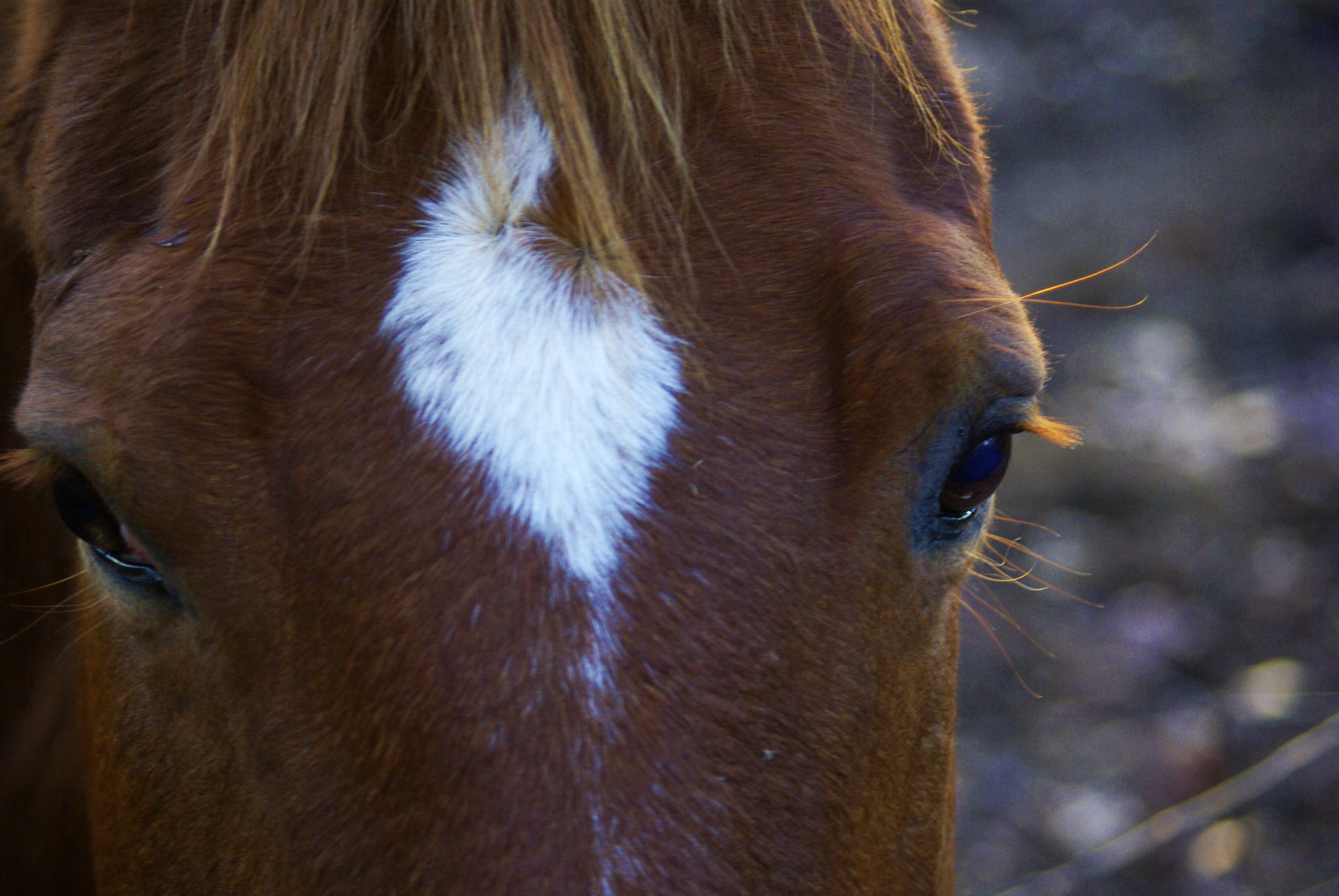 Pentax smc DA 50-200mm F4-5.6 ED WR sample photo. Horseeyes photography