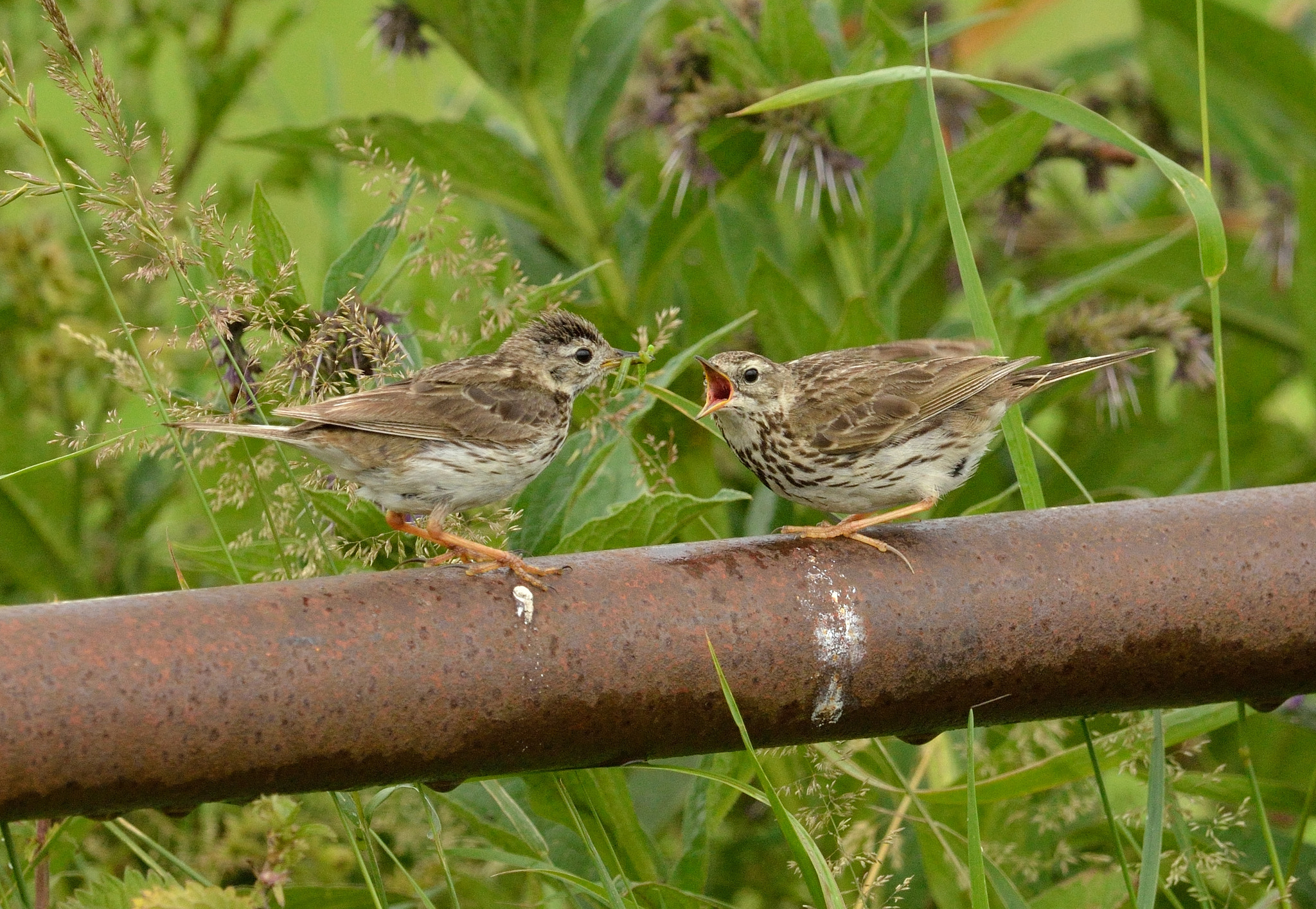 Nikon AF-S Nikkor 400mm F2.8D ED-IF II sample photo. Graspiepers photography