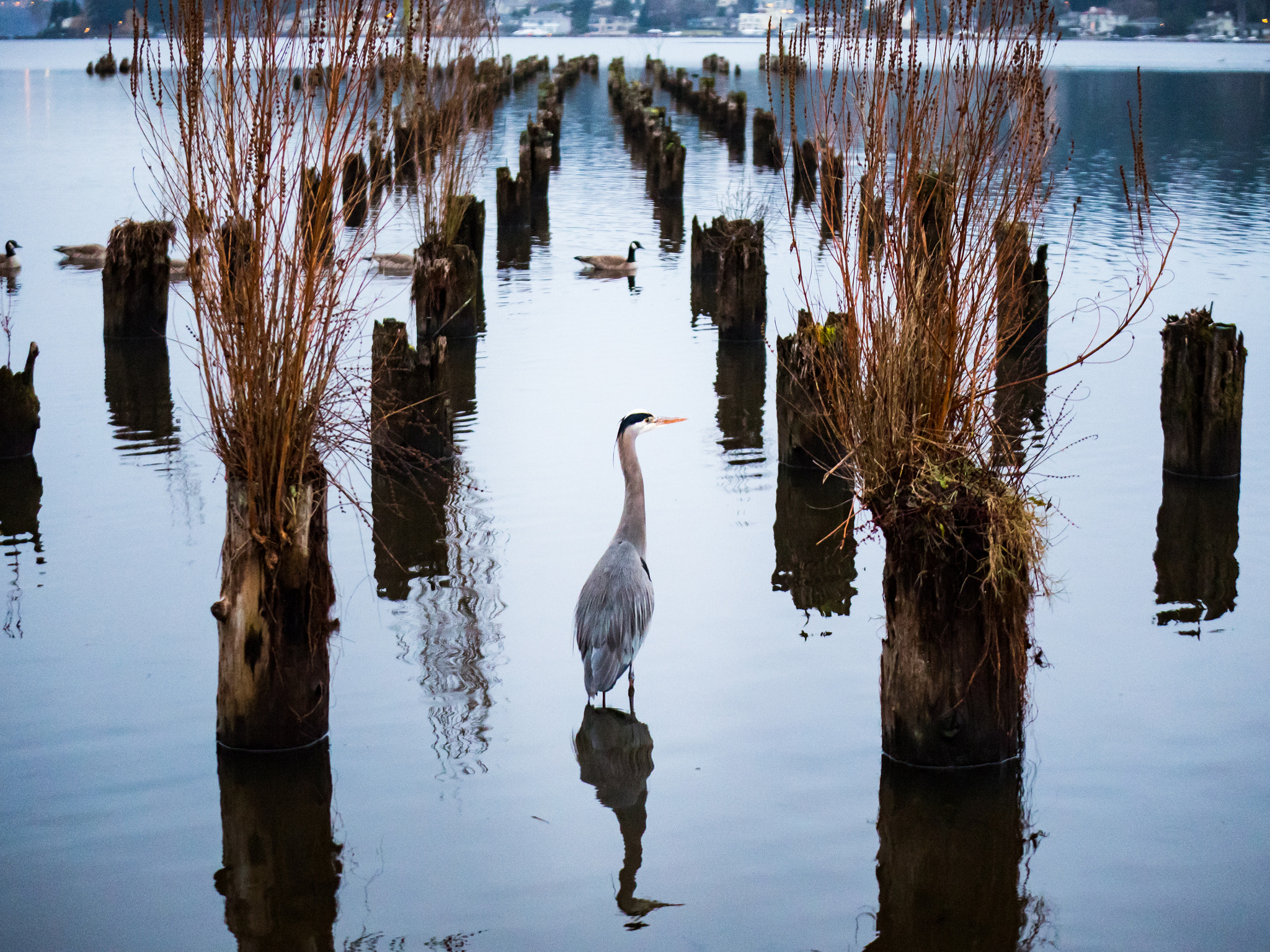 Panasonic Lumix G X Vario 35-100mm F2.8 OIS sample photo. Heron at juanita bay photography