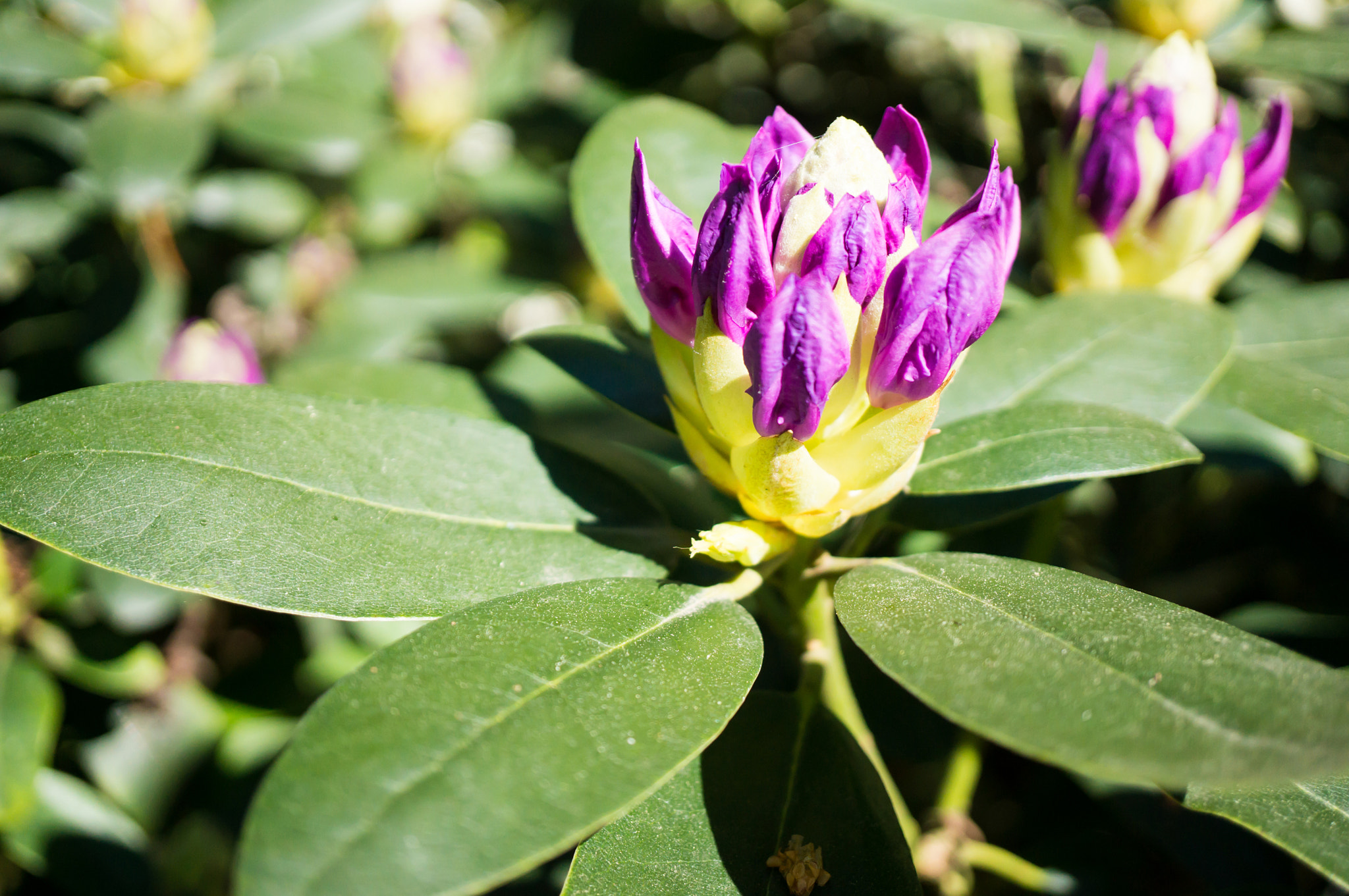 Sony Alpha NEX-6 + Sony E 30mm F3.5 Macro sample photo. Violet rhododendron photography