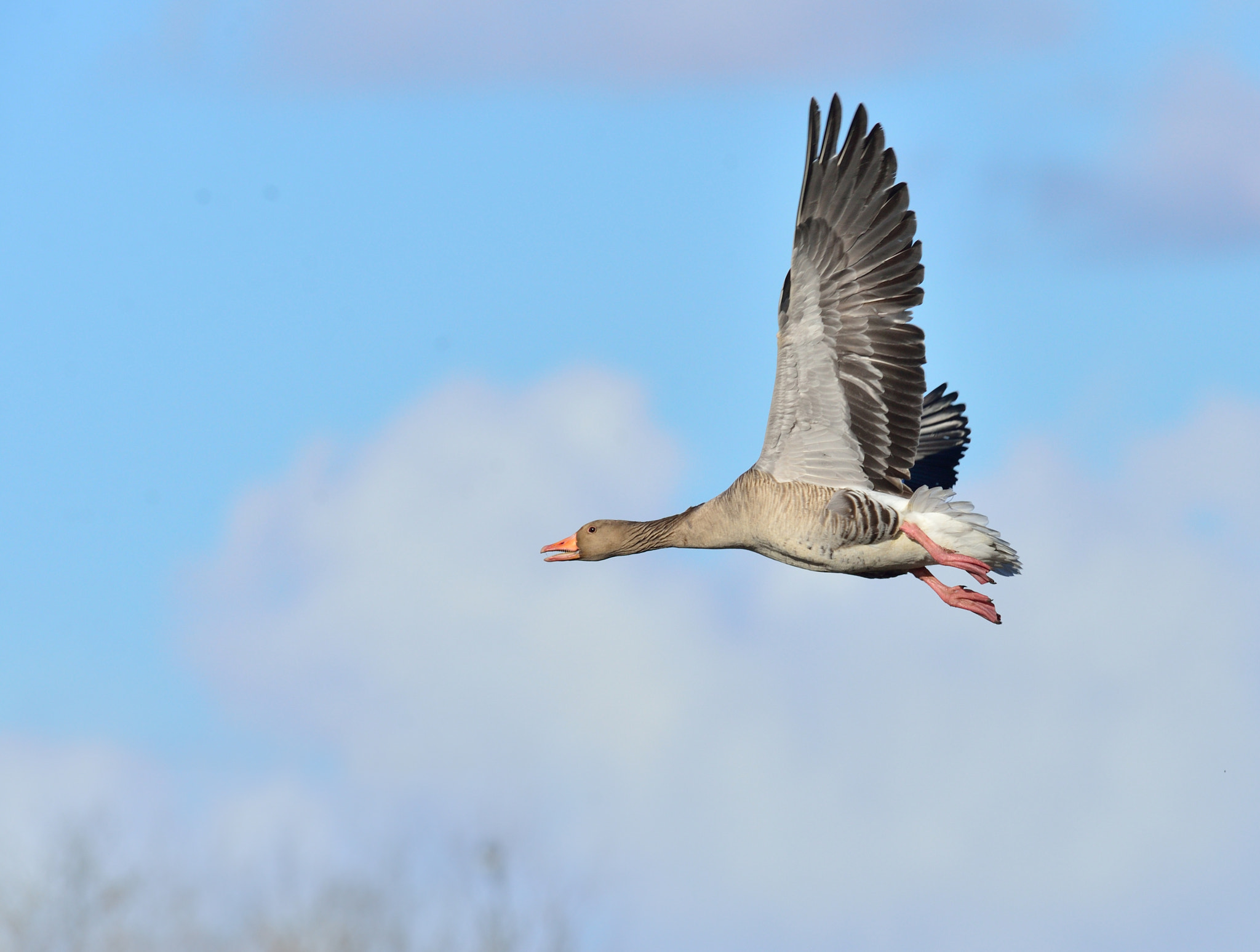 Nikon AF-S Nikkor 400mm F2.8D ED-IF II sample photo. Grauwe gans photography
