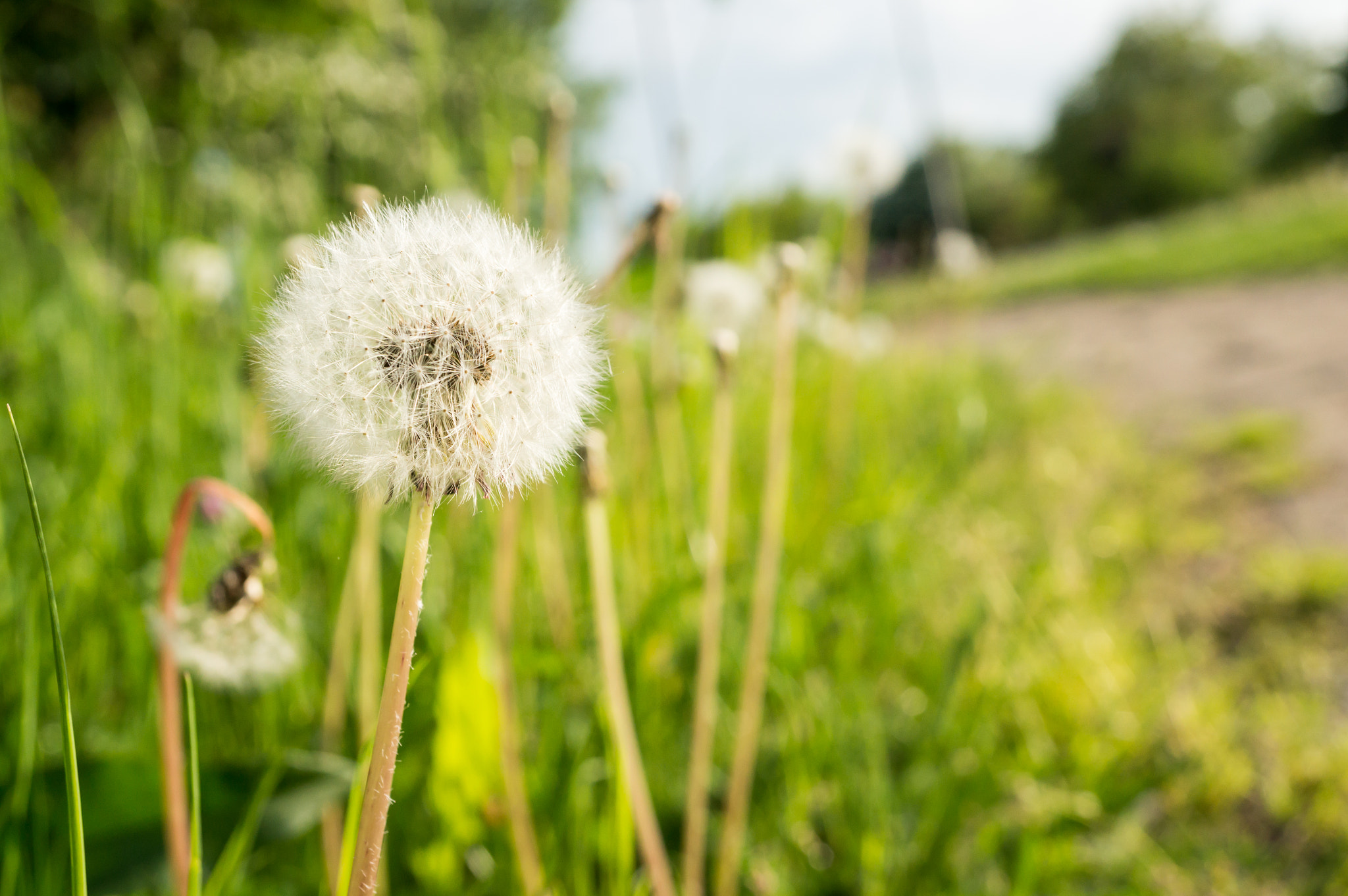 Sony Alpha NEX-6 + Sony E 30mm F3.5 Macro sample photo. Dandelion flowers photography