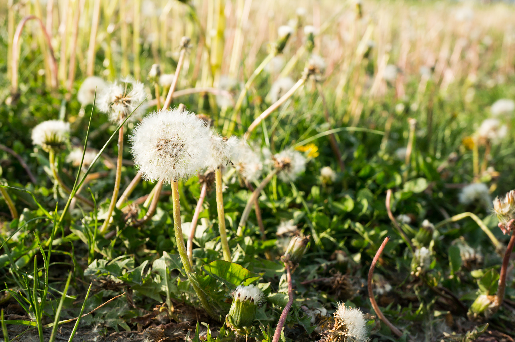 Sony Alpha NEX-6 + Sony E 30mm F3.5 Macro sample photo. Dandelion flowers photography