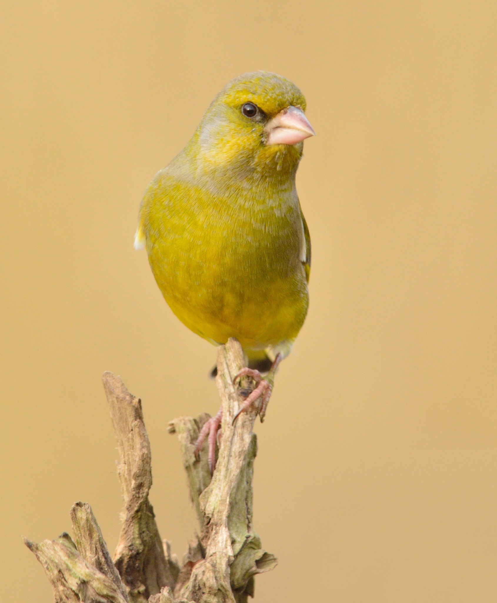 Nikon AF-S Nikkor 400mm F2.8D ED-IF II sample photo. Groenling photography