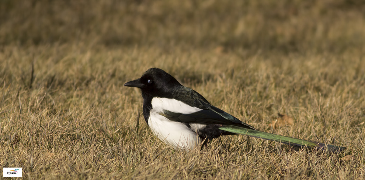 Canon EF 400mm F5.6L USM sample photo. Saksağan photography