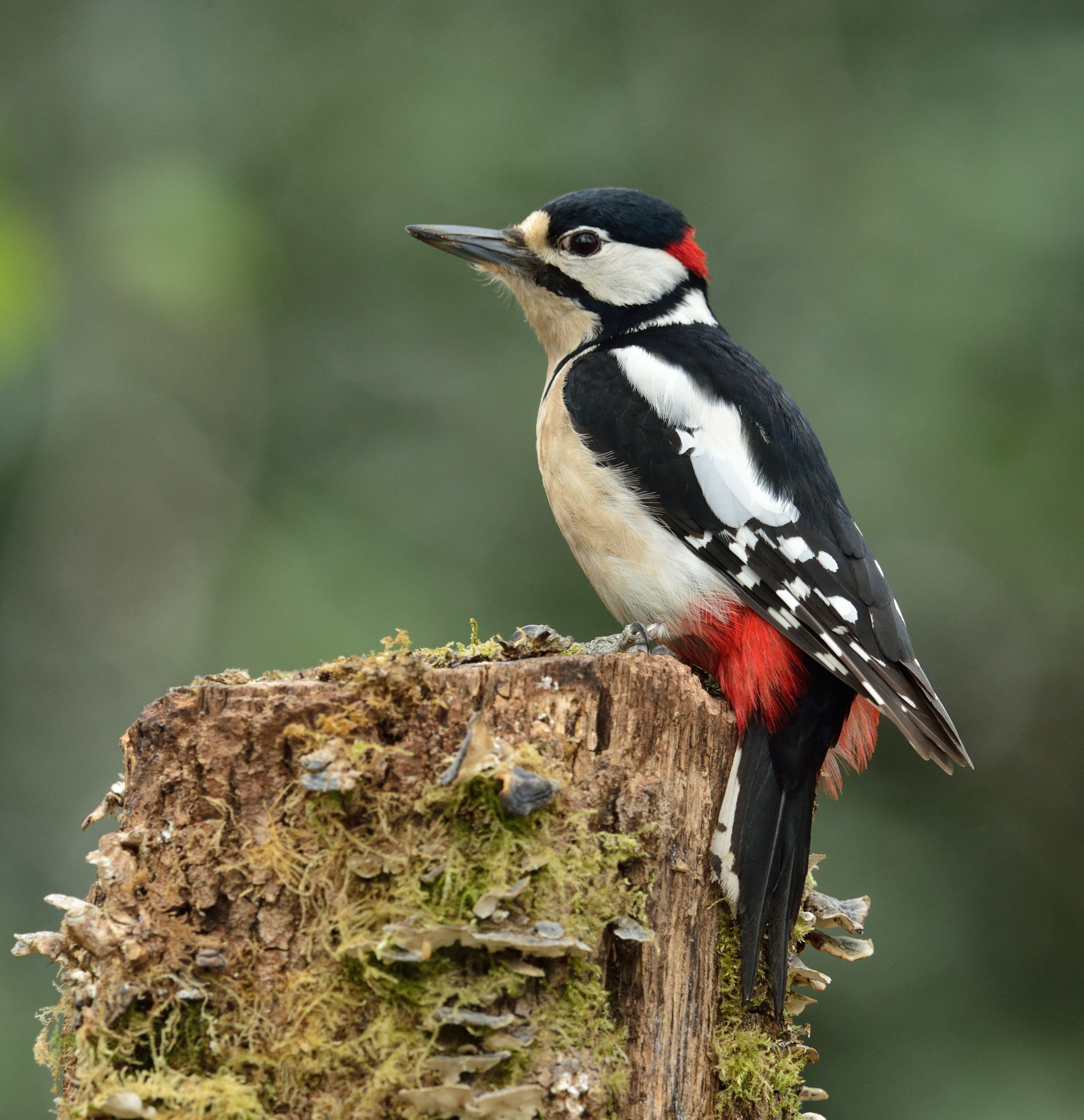 Nikon AF-S Nikkor 400mm F2.8D ED-IF II sample photo. Grote bonte specht photography