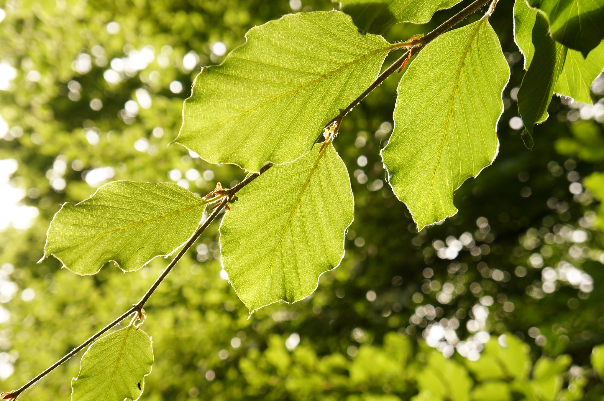Sony E 18-55mm F3.5-5.6 OSS sample photo. Leaves against sunlight photography