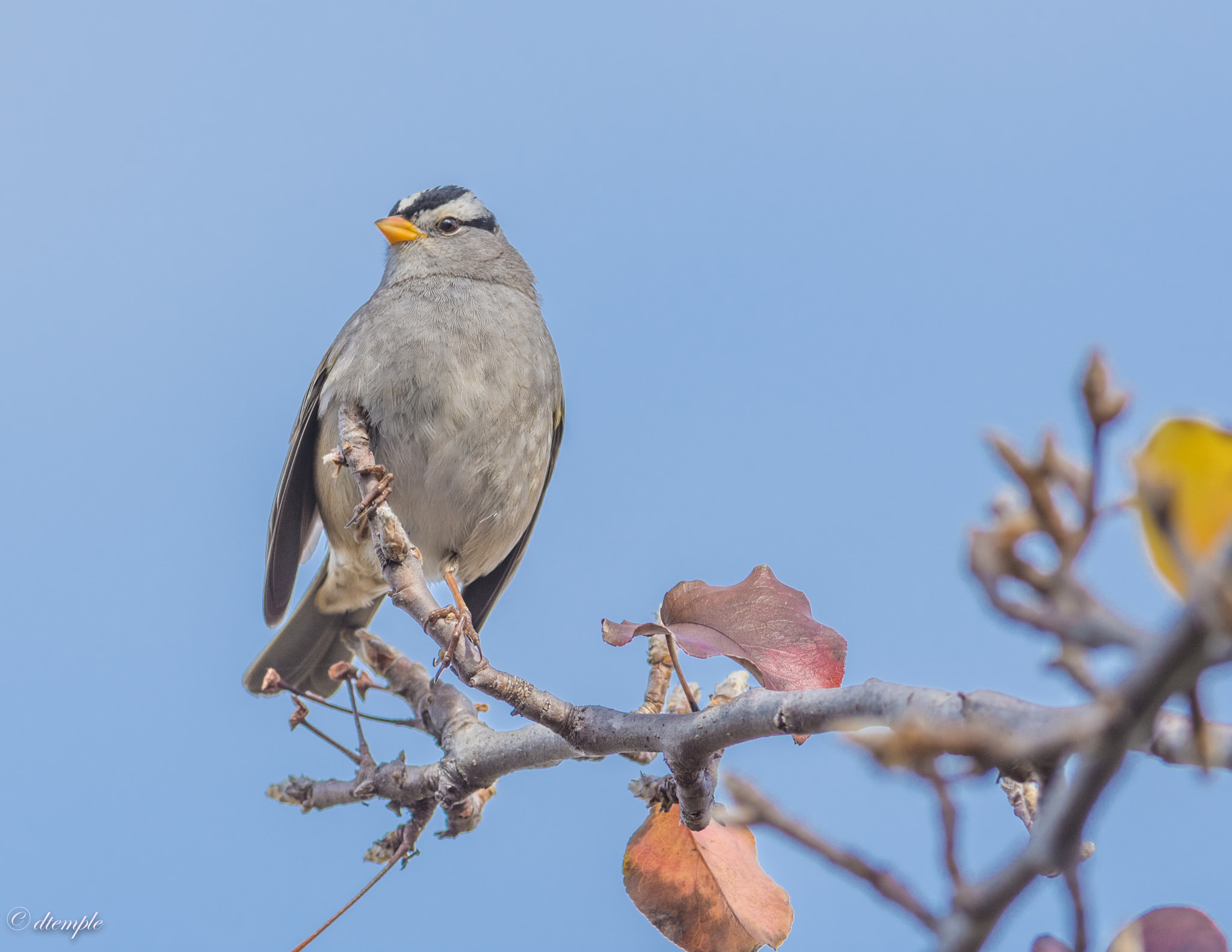 Nikon AF-S Nikkor 300mm F2.8G ED VR II sample photo. Dsc_4993.jpg photography