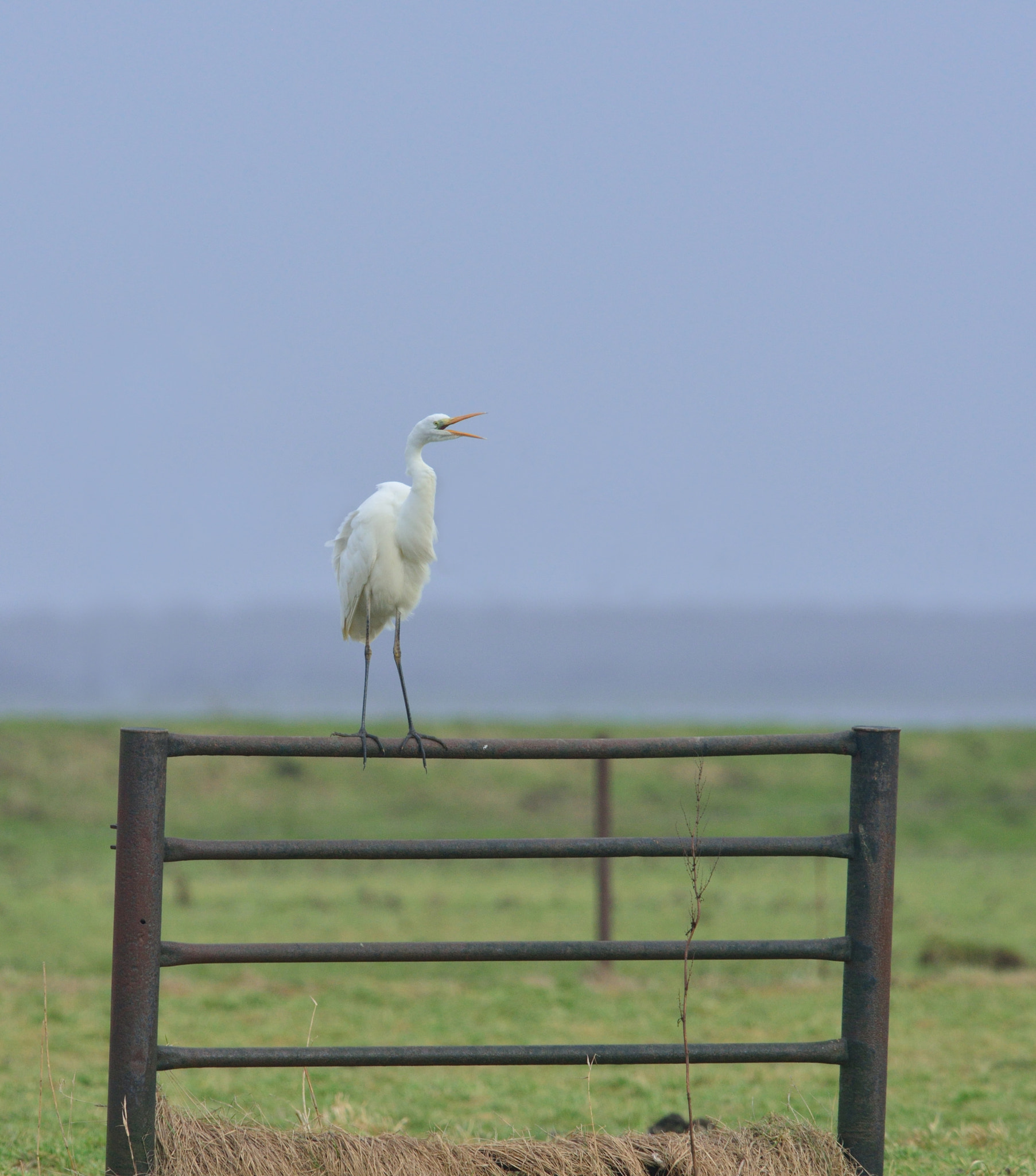 Nikon AF-S Nikkor 400mm F2.8D ED-IF II sample photo. Grote zilverreiger photography