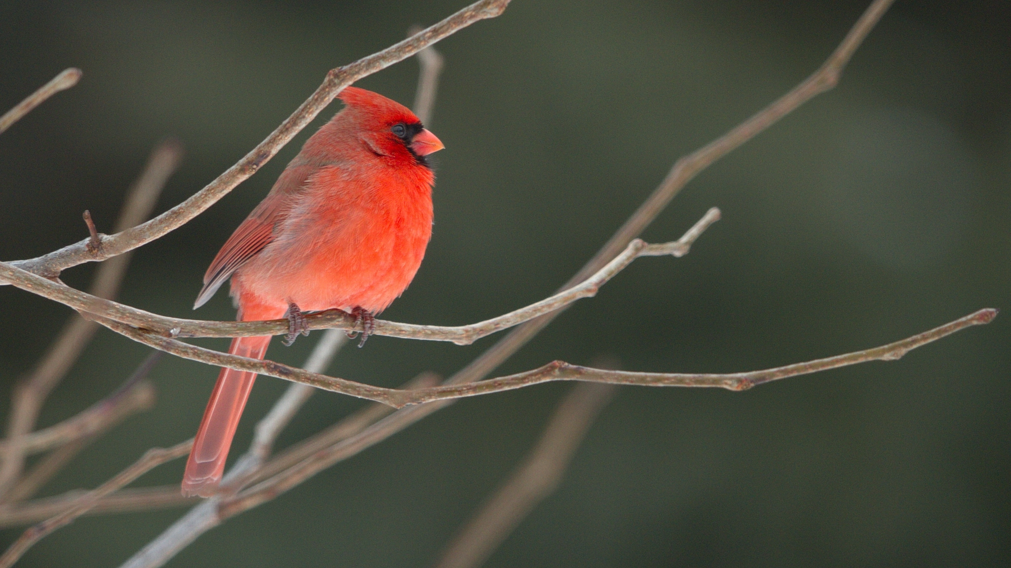 Canon EF 600mm F4L IS II USM sample photo