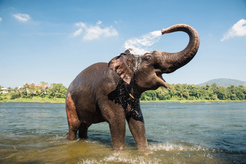 Elephant washing in the river by Dmytro Gilitukha on 500px.com