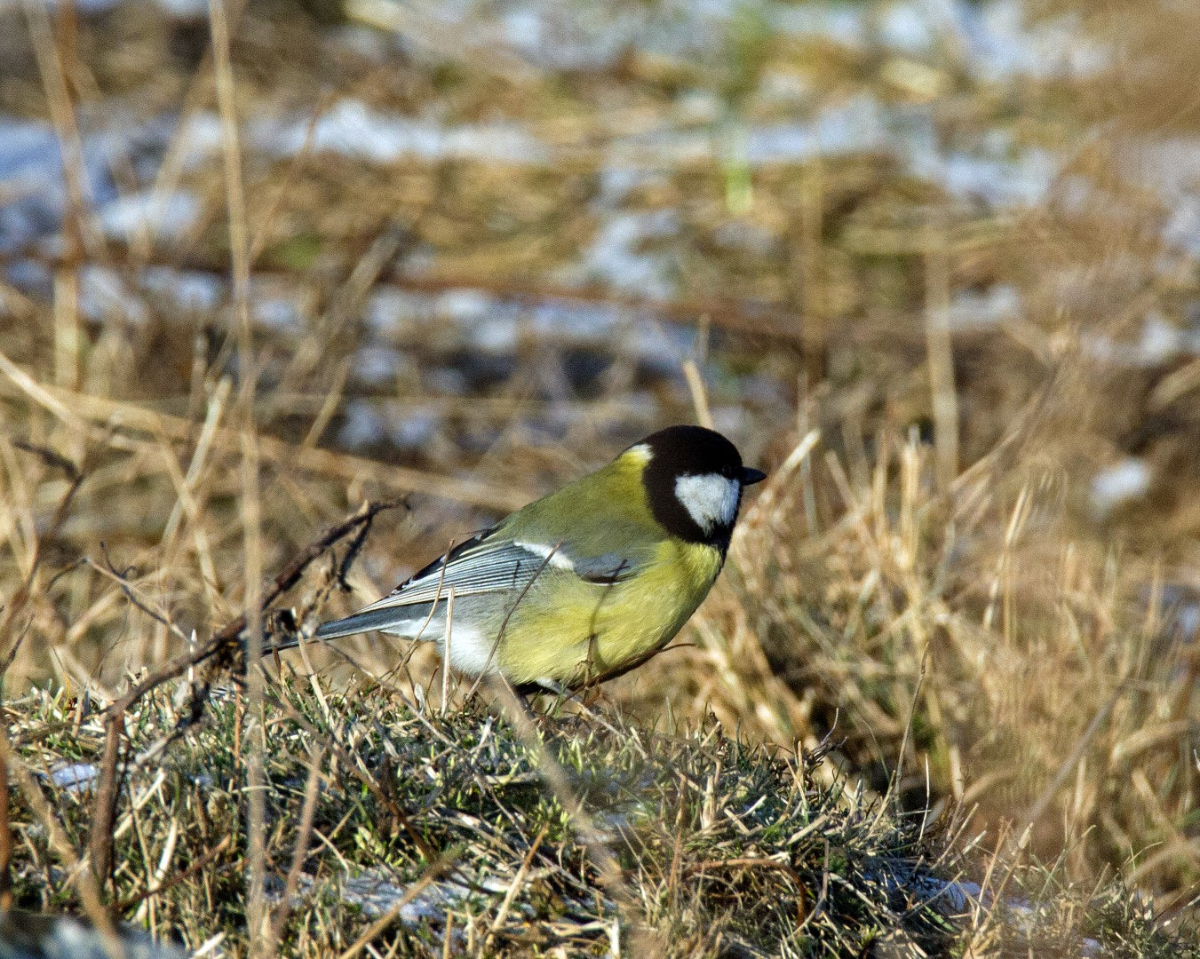 Canon EOS 1200D (EOS Rebel T5 / EOS Kiss X70 / EOS Hi) + Tamron SP 150-600mm F5-6.3 Di VC USD sample photo. Great tit in winter photography