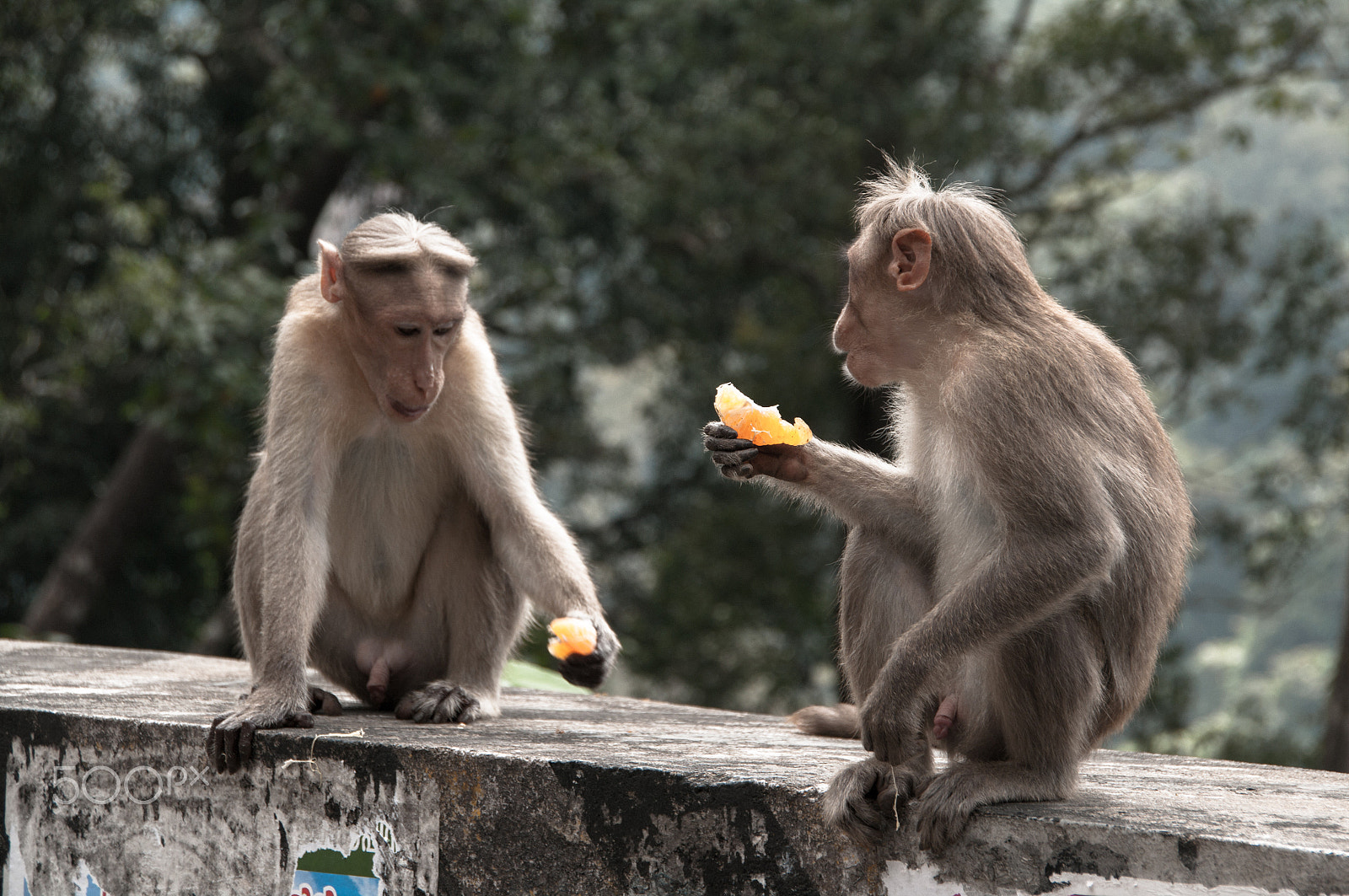Pentax K-7 sample photo. Macaques hanging out photography