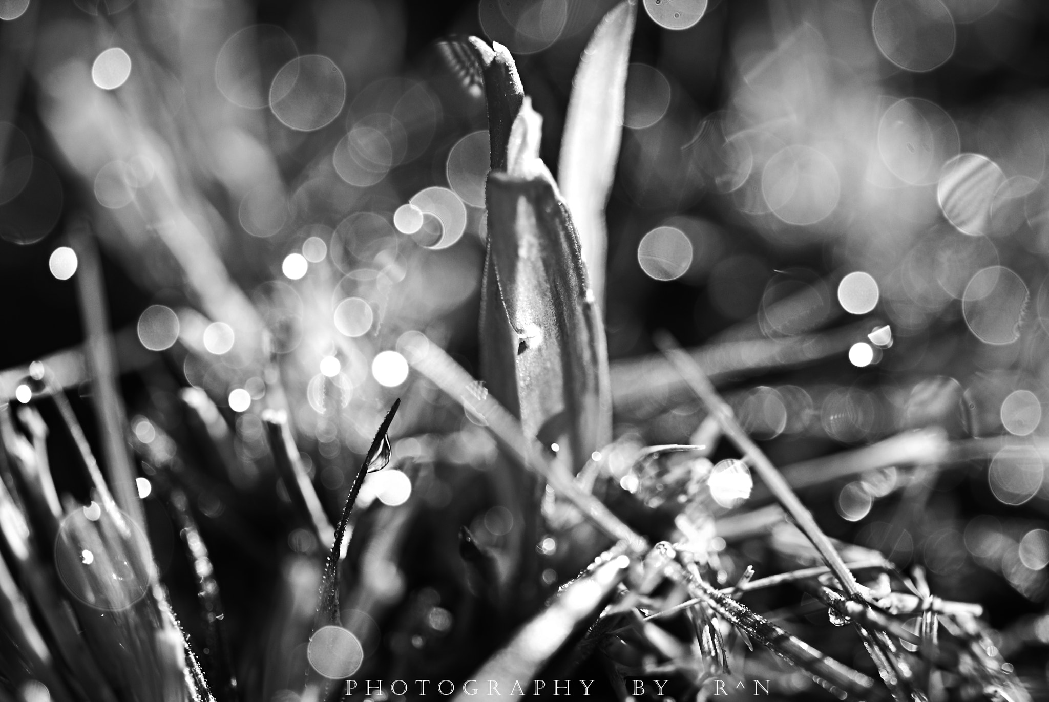 Sigma 105mm F2.8 EX DG OS HSM sample photo. Flor de amanecer photography