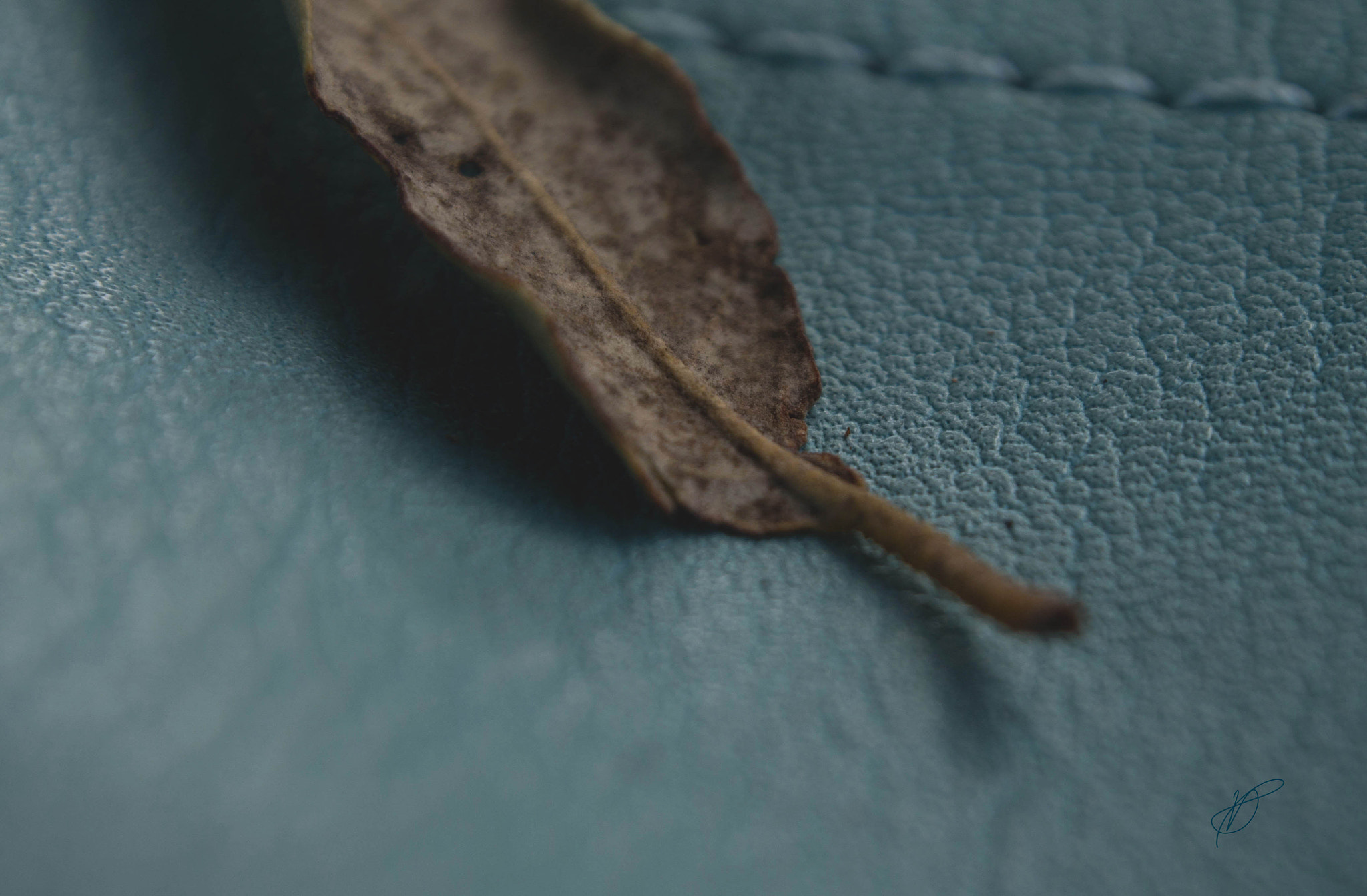 OLYMPUS M.12-50mm F3.5-6.3 sample photo. Autumn's first leaf photography
