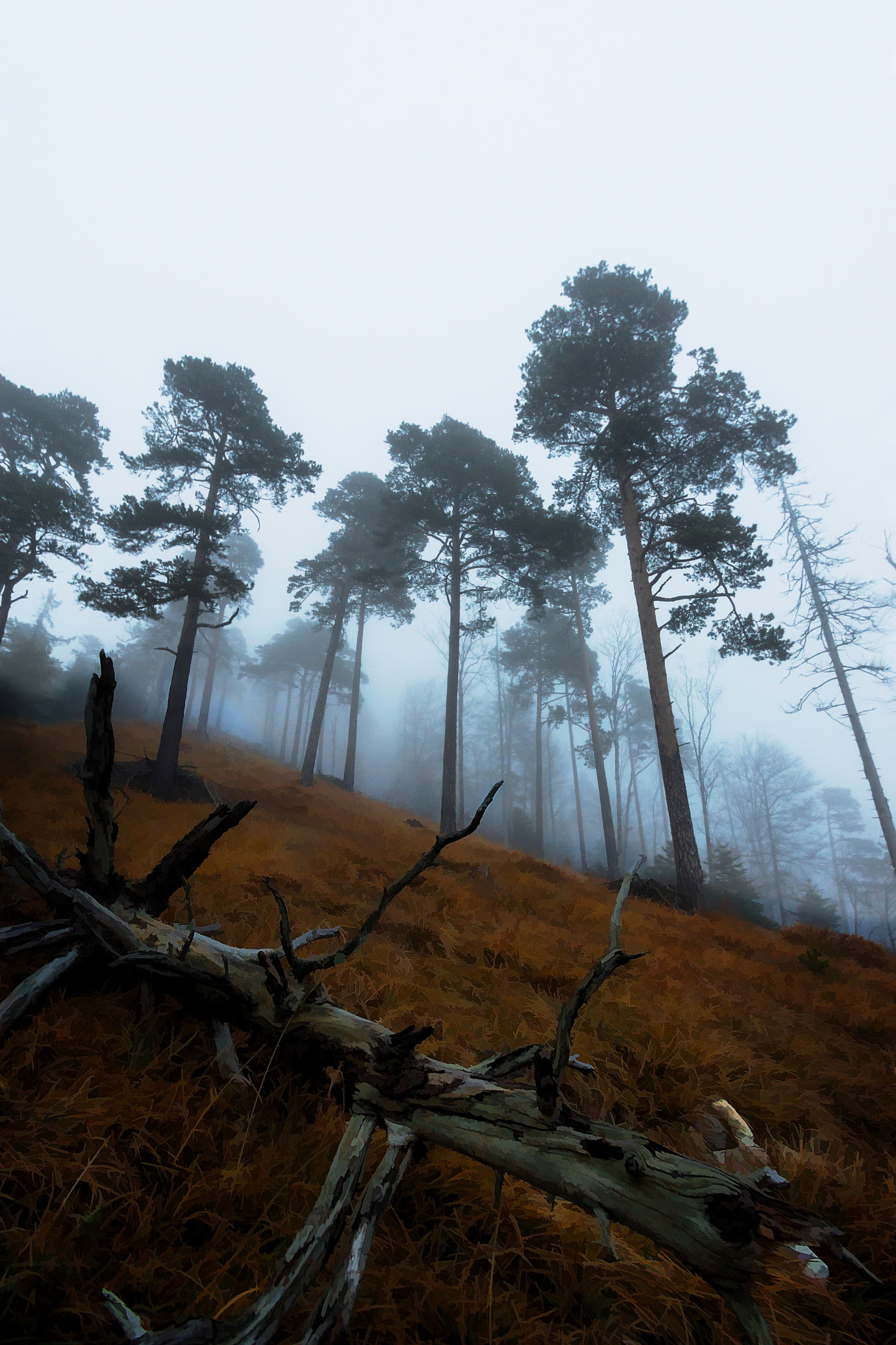 Sony SLT-A77 sample photo. Upwards into the fog photography