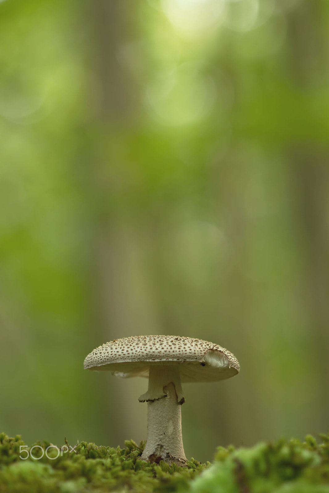 Canon EOS 600D (Rebel EOS T3i / EOS Kiss X5) + Canon EF 100mm F2.8 Macro USM sample photo. In front of the trees photography