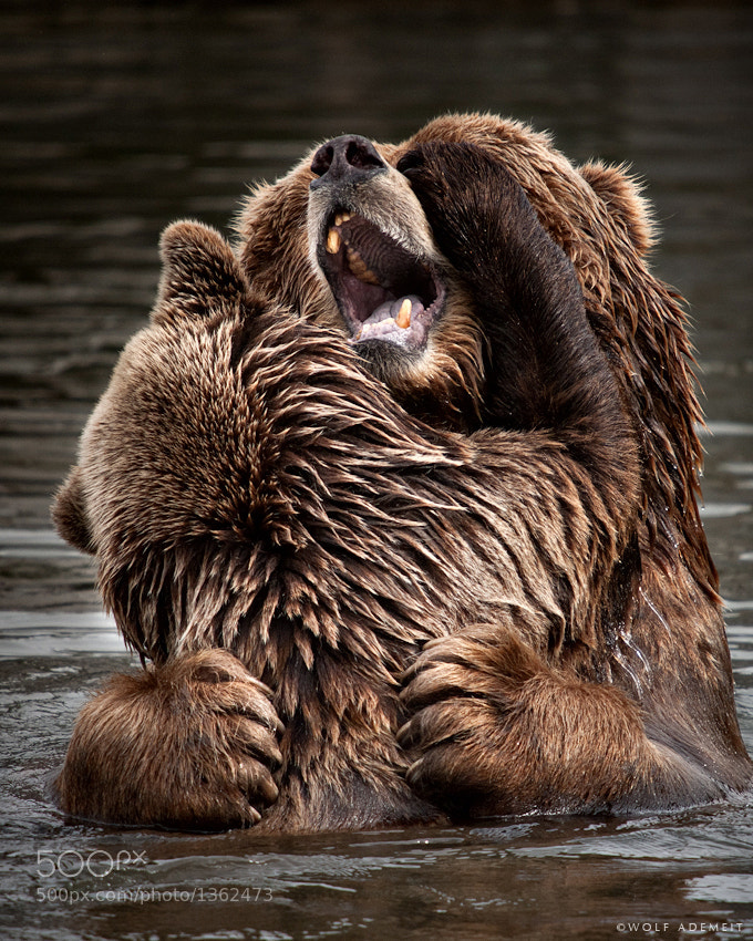 10 bear hug