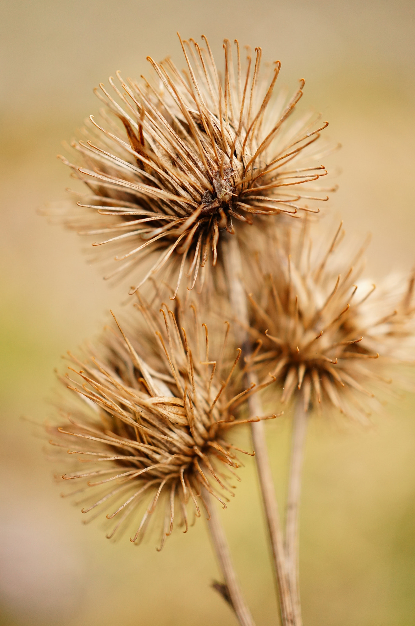 Sony Alpha NEX-6 + Sony E 30mm F3.5 Macro sample photo. Dry flowers photography