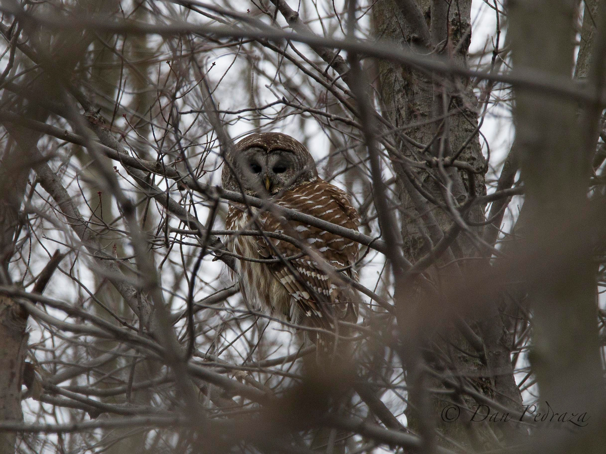 Sigma 150-600mm F5-6.3 DG OS HSM | C sample photo. Barred owl photography