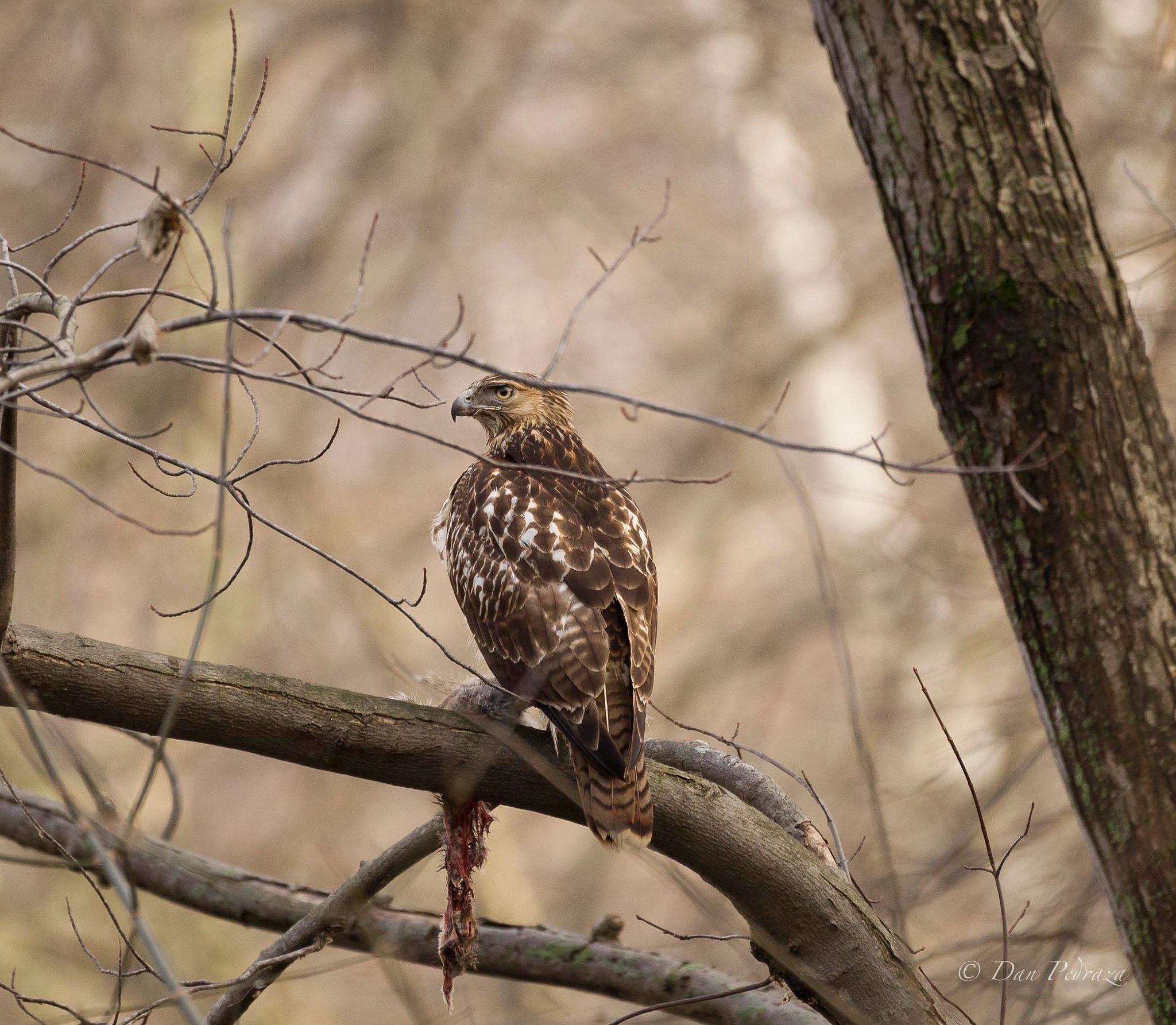 Sigma 150-600mm F5-6.3 DG OS HSM | C sample photo. Hawk photography