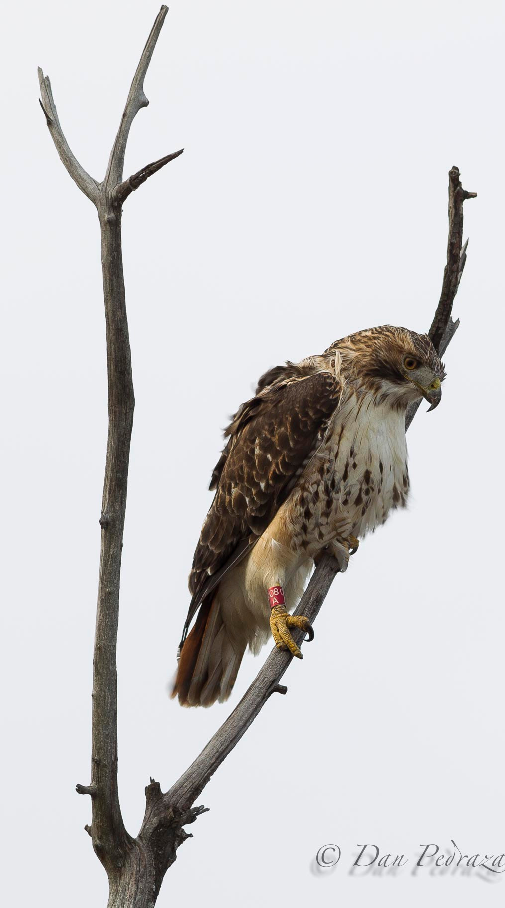 Canon EF 200mm F2.8L II USM sample photo. Hawk photography
