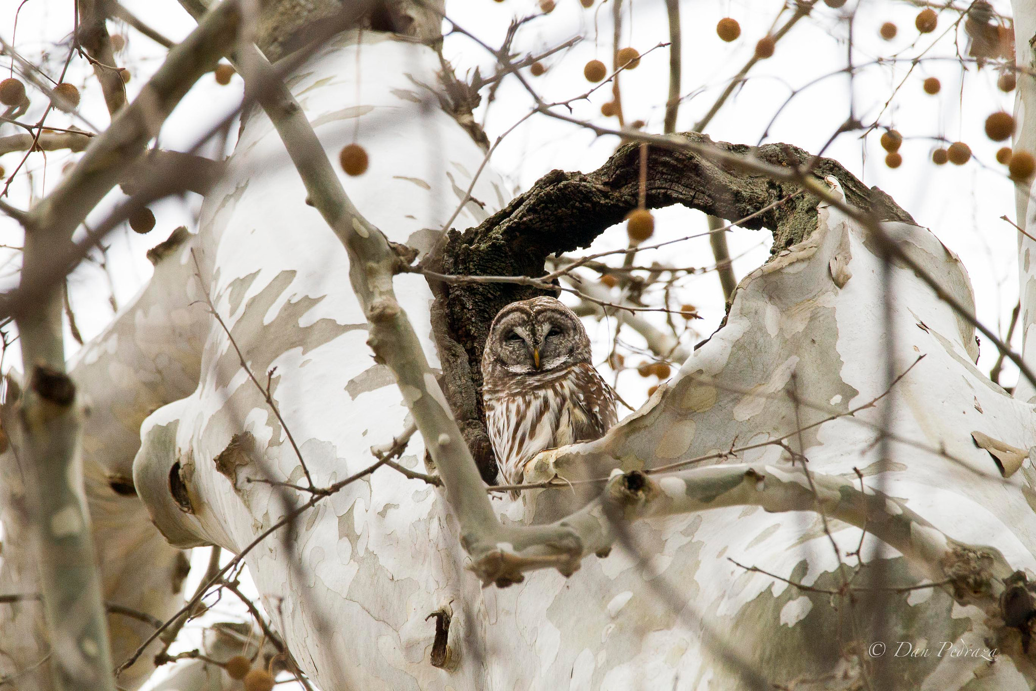 Sigma 150-600mm F5-6.3 DG OS HSM | C sample photo. Barred owl photography