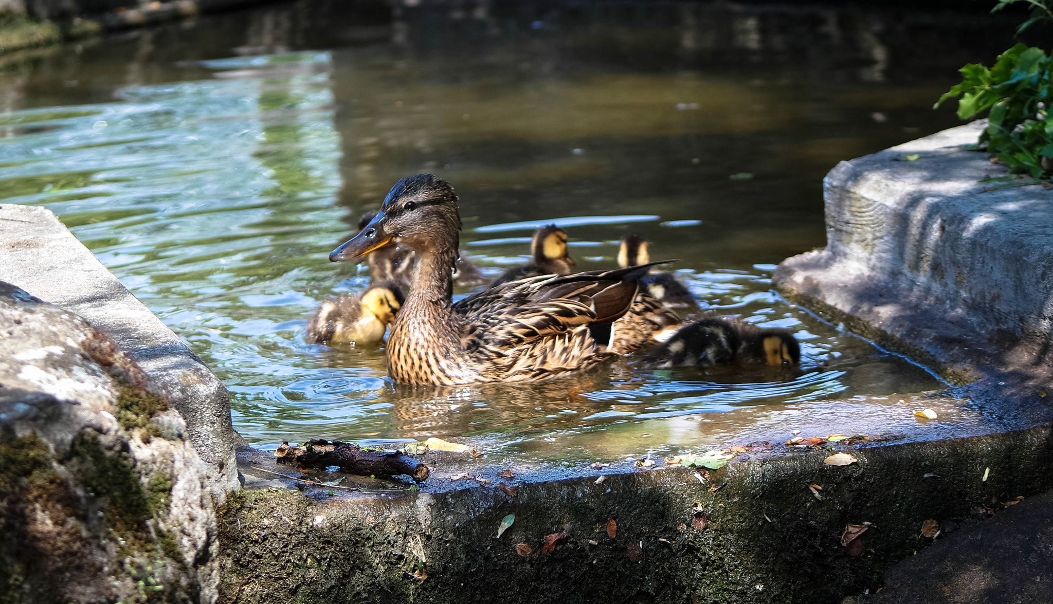 Samsung NX3000 + NX 50-200mm F4-5.6 sample photo. Duck photography