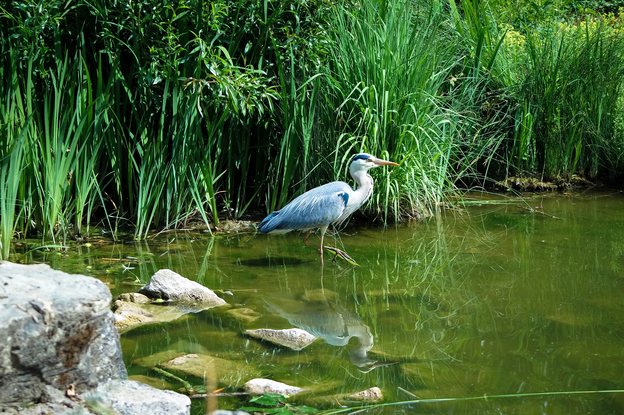 Samsung NX3000 + NX 50-200mm F4-5.6 sample photo. Heron photography