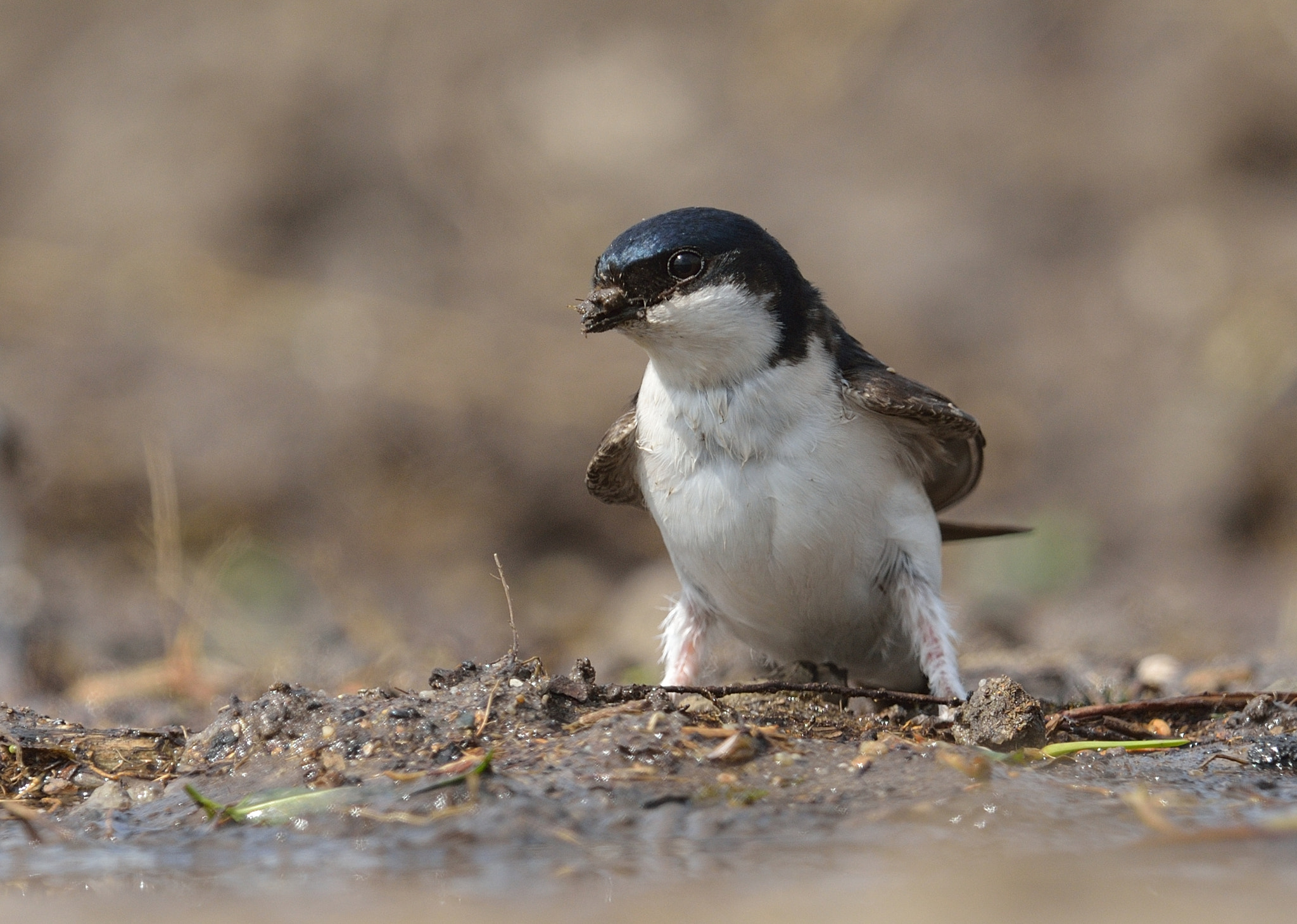 Nikon AF-S Nikkor 400mm F2.8D ED-IF II sample photo. Huiszwaluw photography