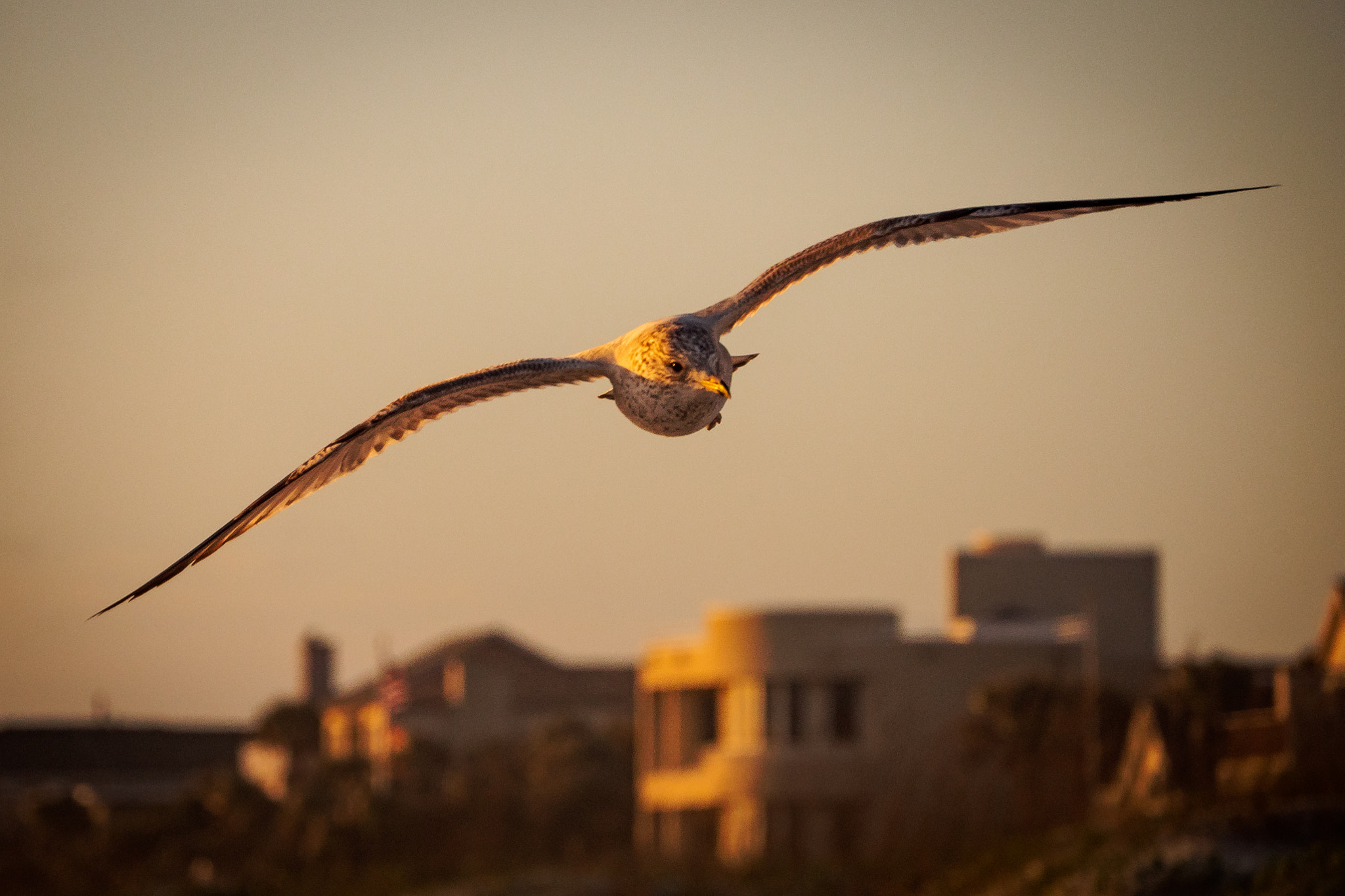 LUMIX G VARIO 45-150/F4.0-5.6 sample photo. Gull at sunrise photography