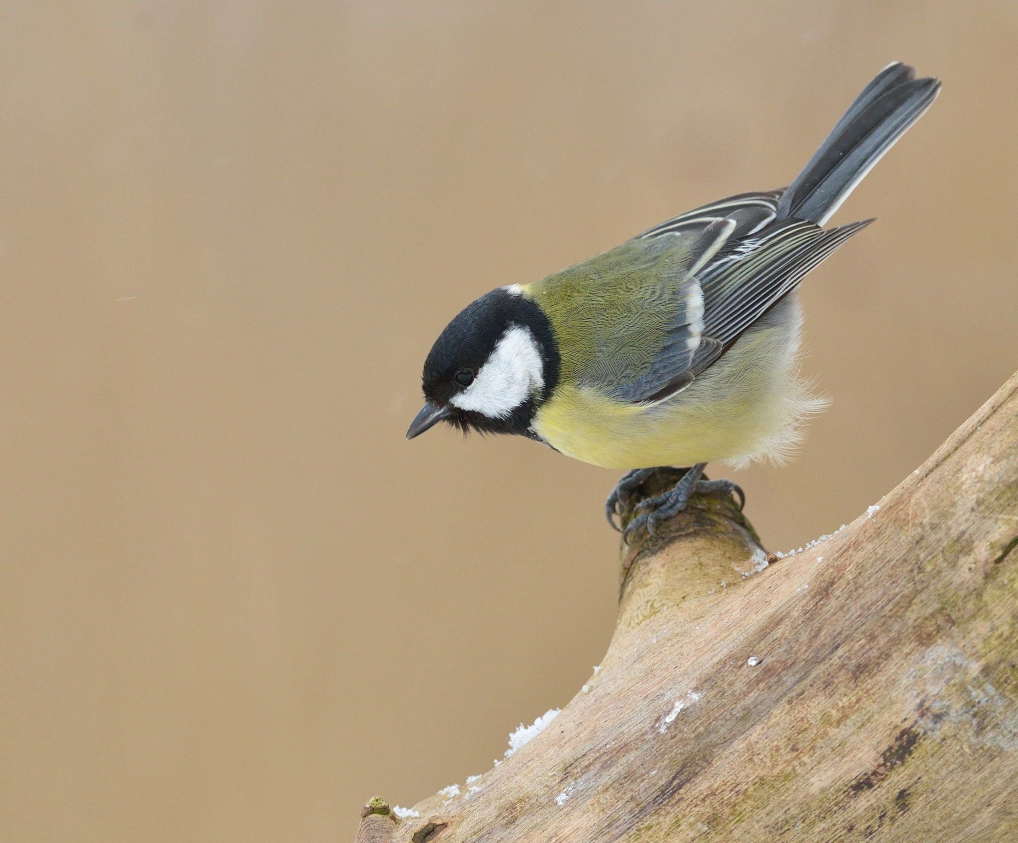 Nikon AF-S Nikkor 400mm F2.8D ED-IF II sample photo. Koolmees photography