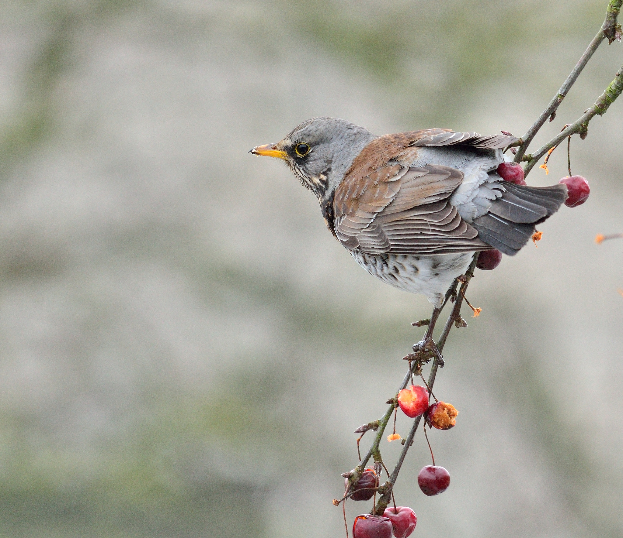 Nikon D7000 + Nikon AF-S Nikkor 400mm F2.8D ED-IF II sample photo. Kramsvogel photography